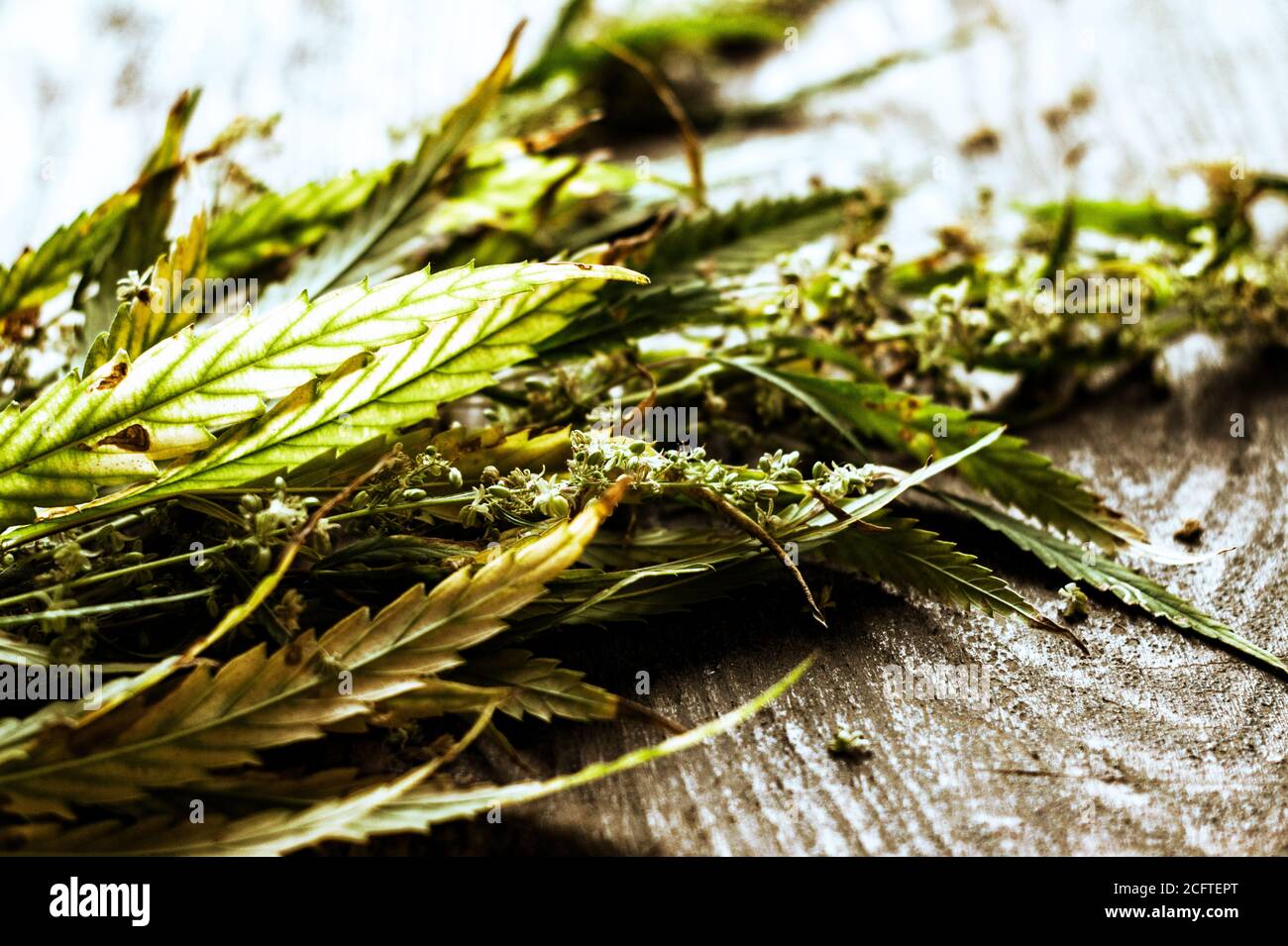 Blätter und Blütenstände von blühendem Hanf auf dem Tisch Stockfoto