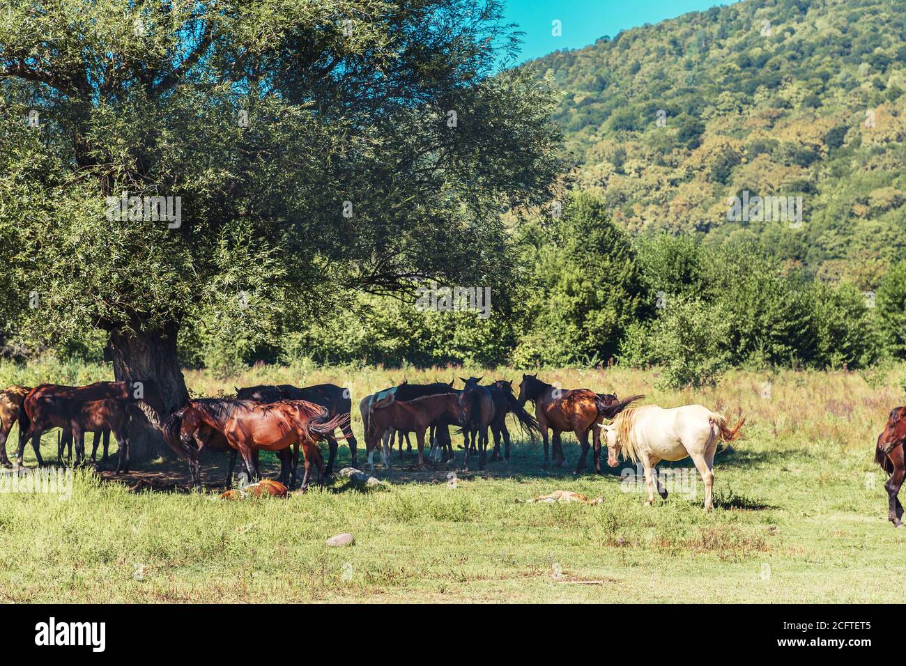 Eine Herde Pferde grast auf einer Wiese, im Schatten eines Baumes, auf einer freien Weide. Stockfoto