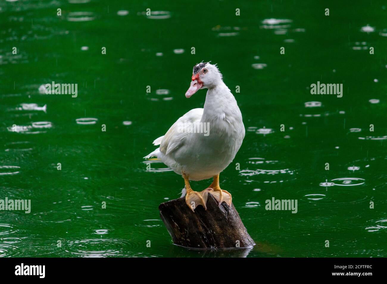 Weiße Ente sitzt auf Holzstange und halten ein Auge aus, grünes Wasser Stockfoto