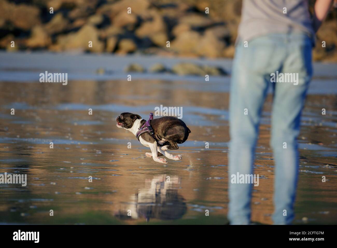 Junge und Boston Terrier auf Ferienhäuser in der Bretagne Frankreich im Sommer Stockfoto