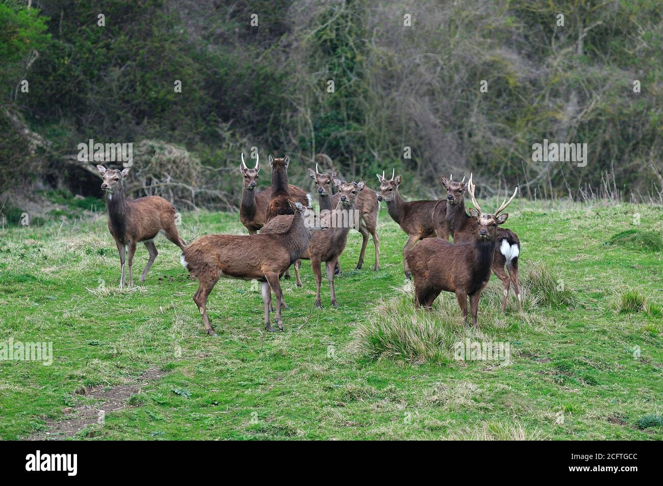 sika Hirsche im Frühling Stockfoto
