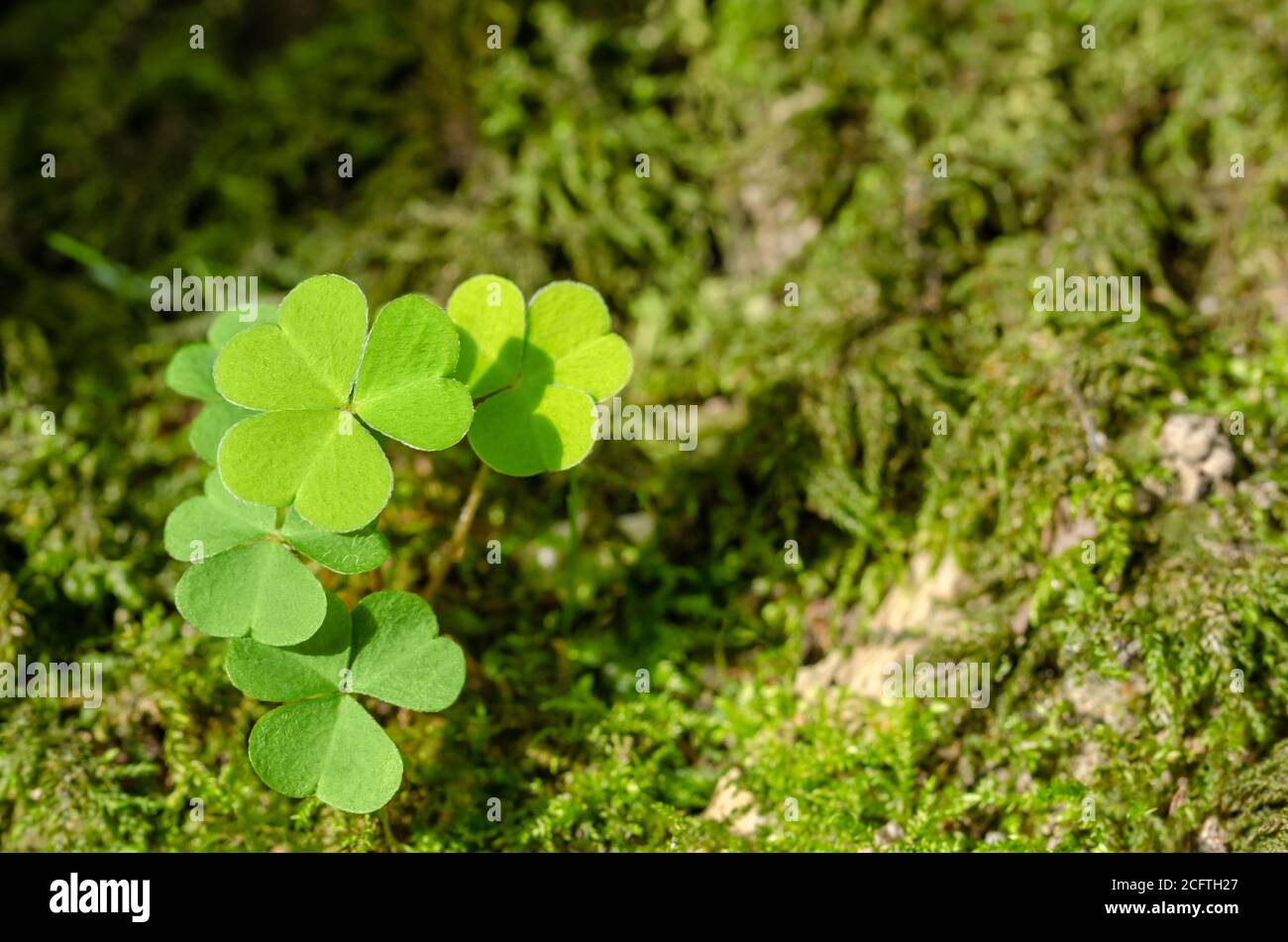 Gemeiner Waldschnäuzer, der an einem sonnigen Sommertag auf einem moosigen Waldboden wächst. Oxalis acetosella, manchmal auch als ein Kleeblatt bezeichnet und als Geschenk gegeben. Stockfoto