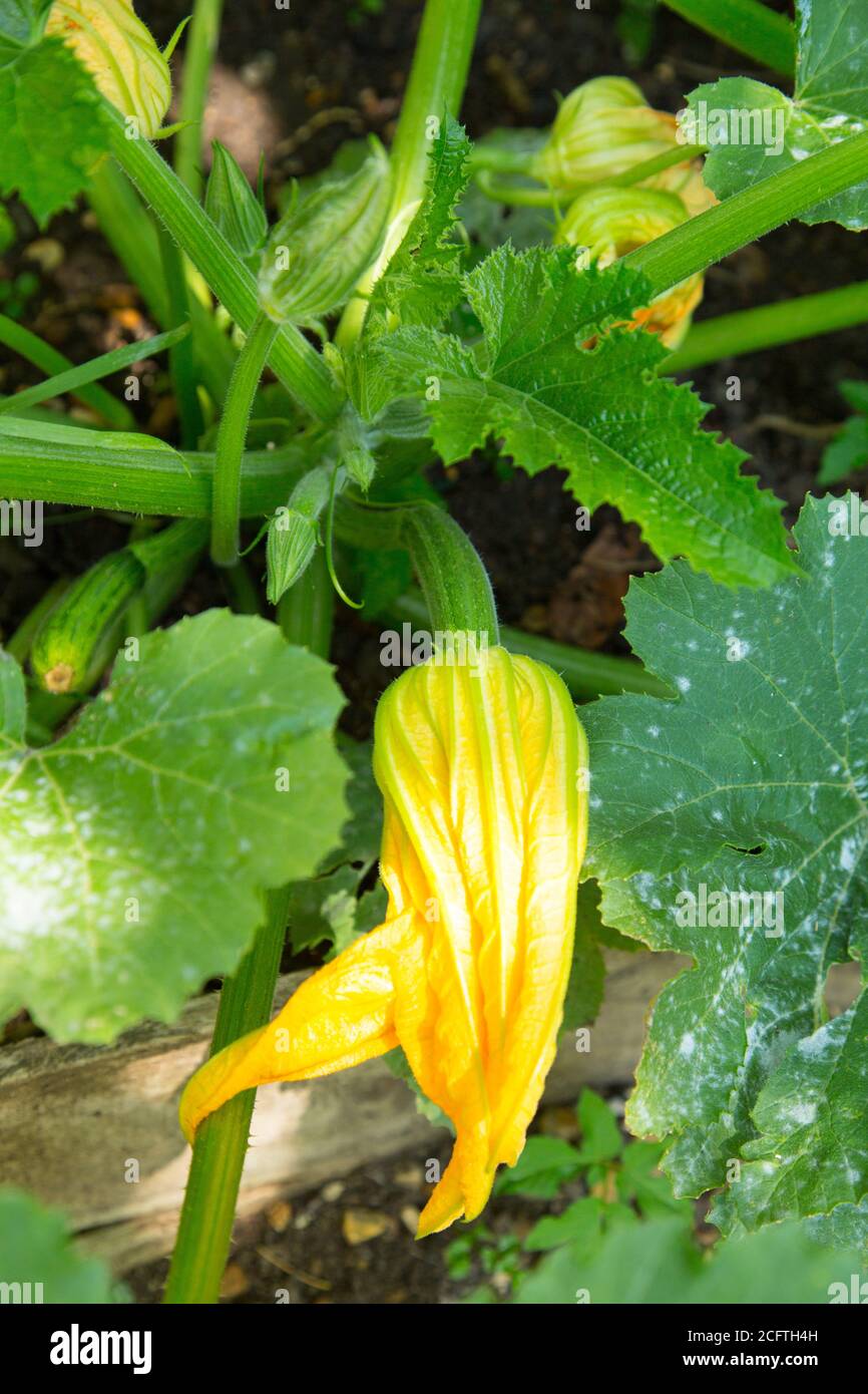 Zucchini Plants, Medstead, Hampshire, England, Vereinigtes Königreich. Stockfoto