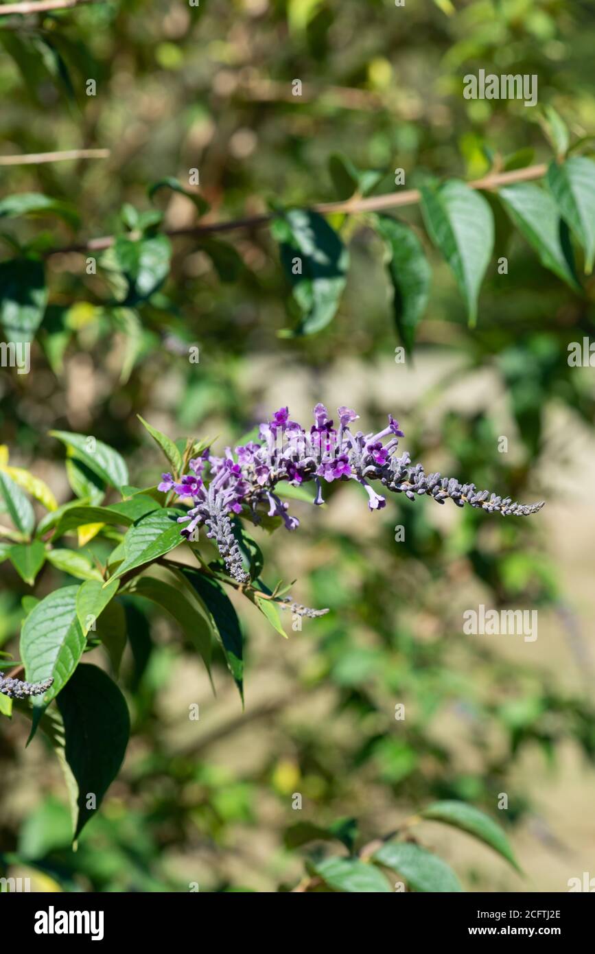 Buddleja Blumen im Sommer aufgenommen in der nationalen Sammlung In Hampshire Stockfoto