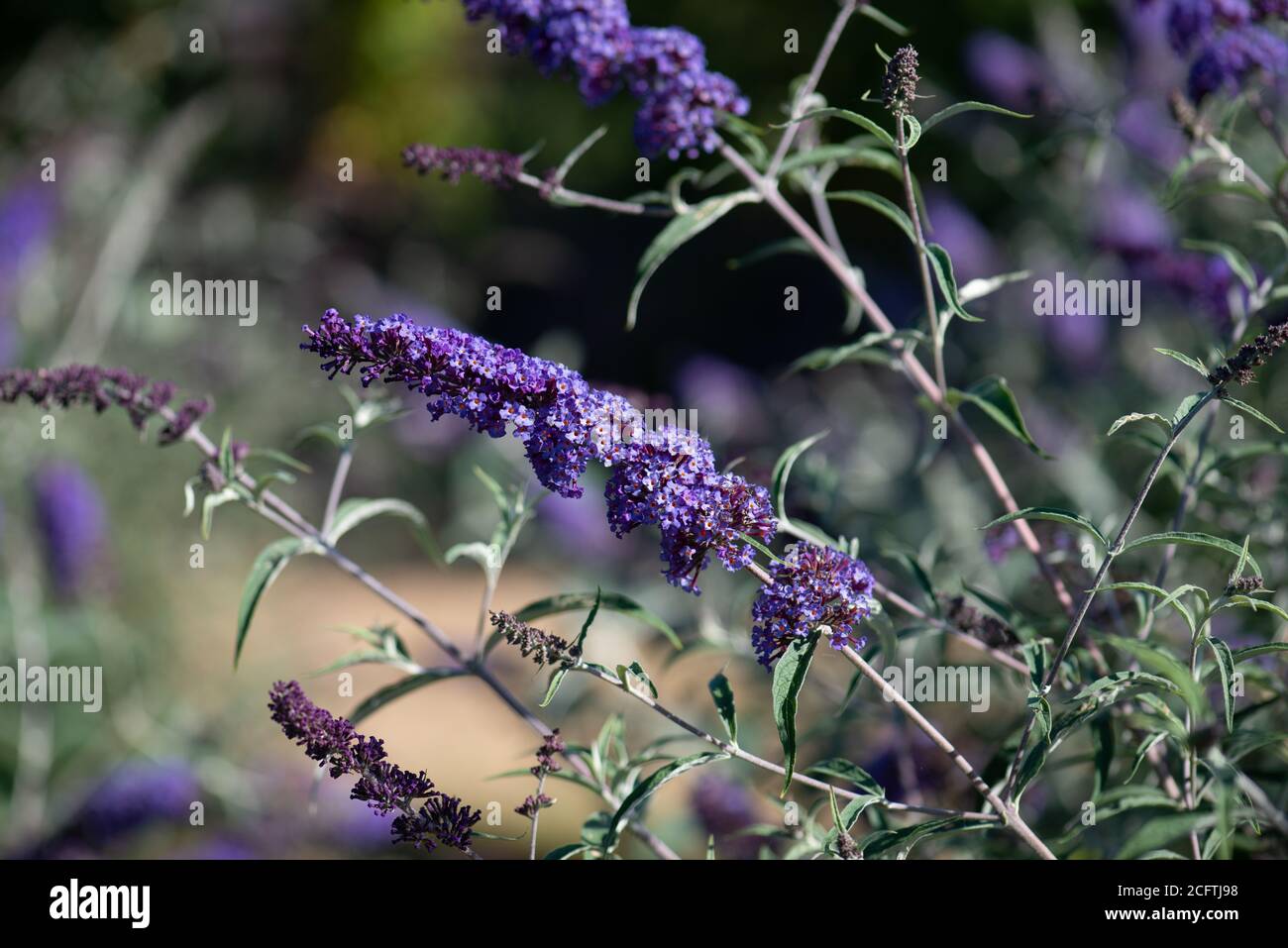 Buddleja Blumen im Sommer aufgenommen in der nationalen Sammlung In Hampshire Stockfoto