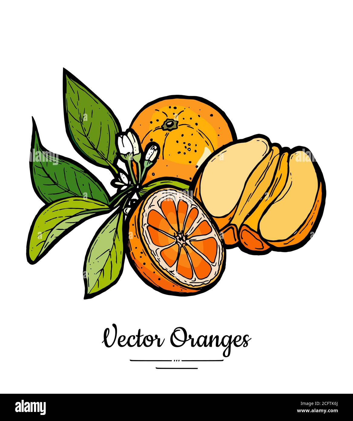 Orangen setzen Vektor isoliert. Ganze Hälfte geschält geschnitten Orangen Blüten Blätter. Obstsammlung handgezeichnetes Set. Zitrusfrüchte Stock Vektor
