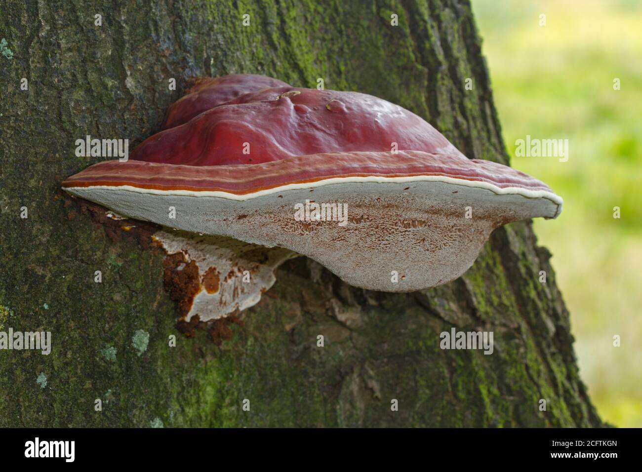 Schöner rotbrauner Fruchtkörper von Ganoderma lucidum auf einer Eiche Baum Stockfoto