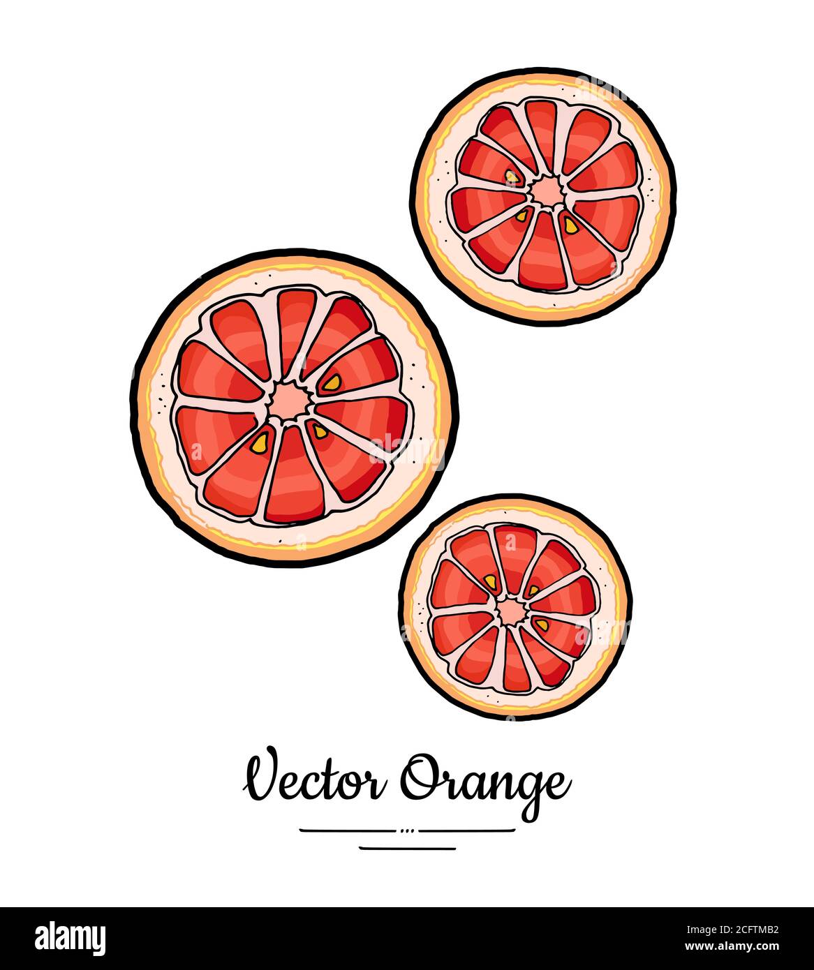 Grapefruit Orangen Set Vektor isoliert. Ganze orange rot rosa geschnitten gehackte runde Scheiben. Obst von Hand gezeichnet. Zitrusfrüchte Stock Vektor