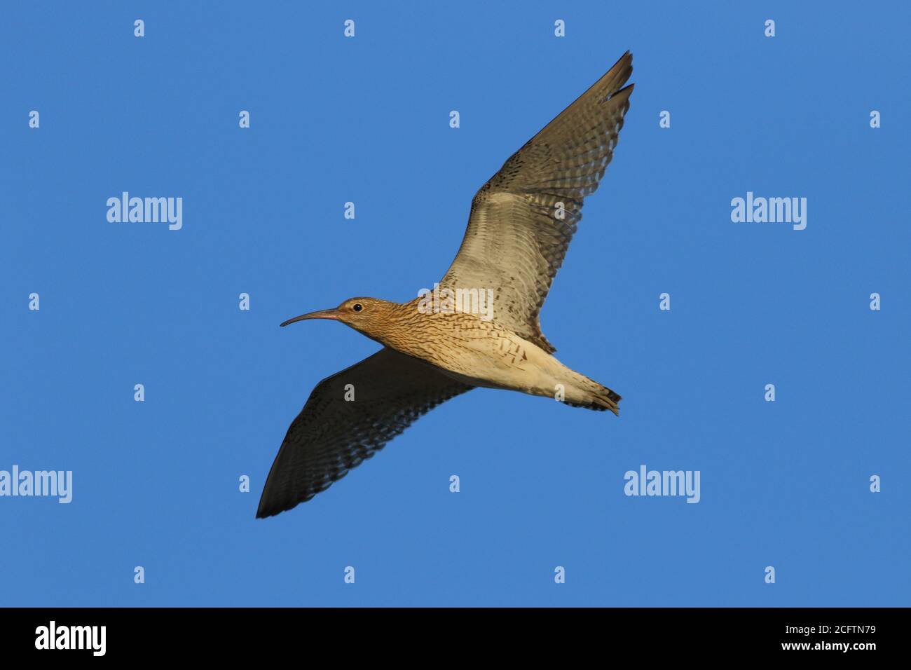 Gemeiner Eisvogel (numenius arquata) Stockfoto