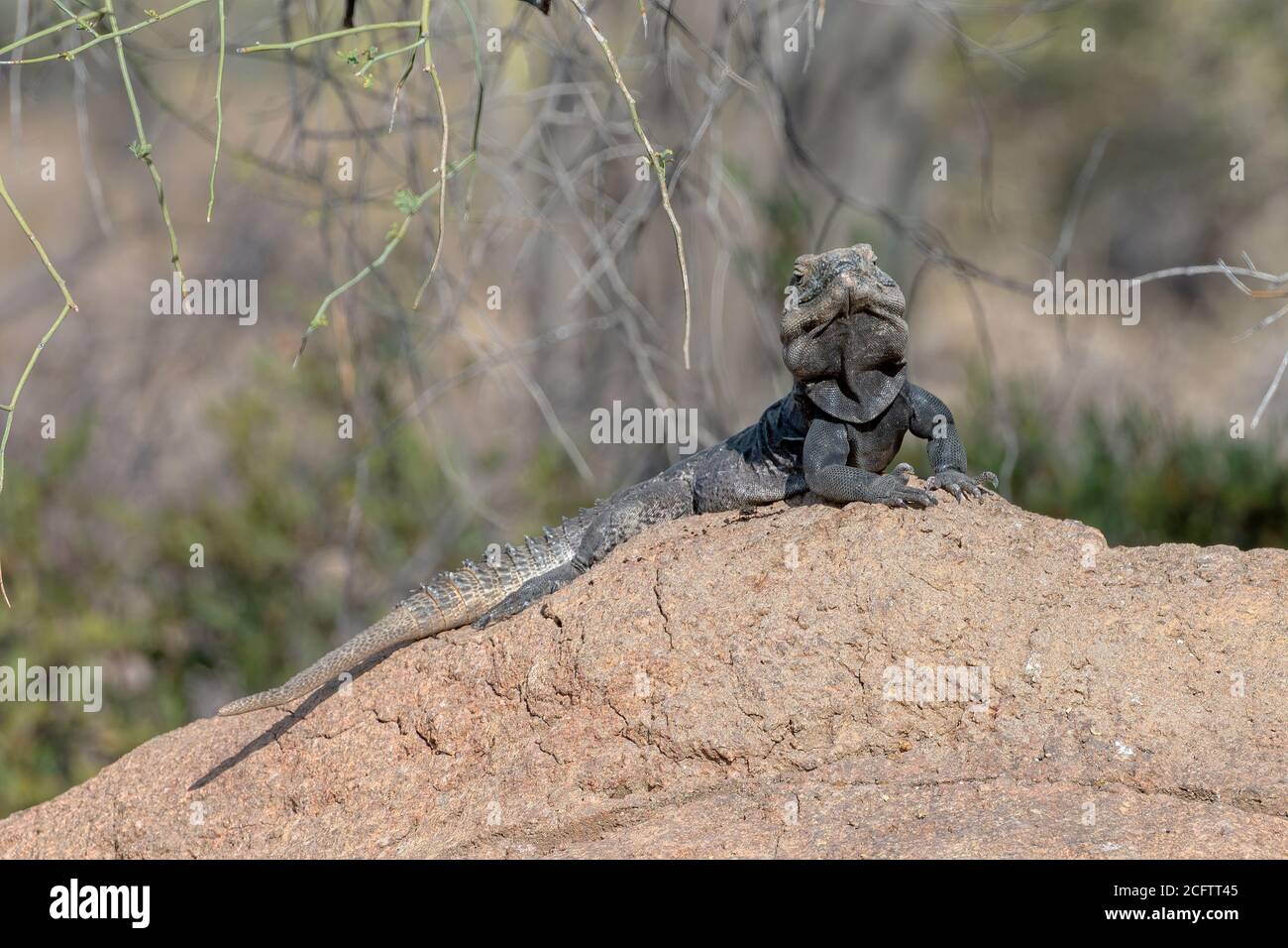 Stachelschwanzleguan auf einem Felsen in der Sonoran Wüste Arizona Stockfoto