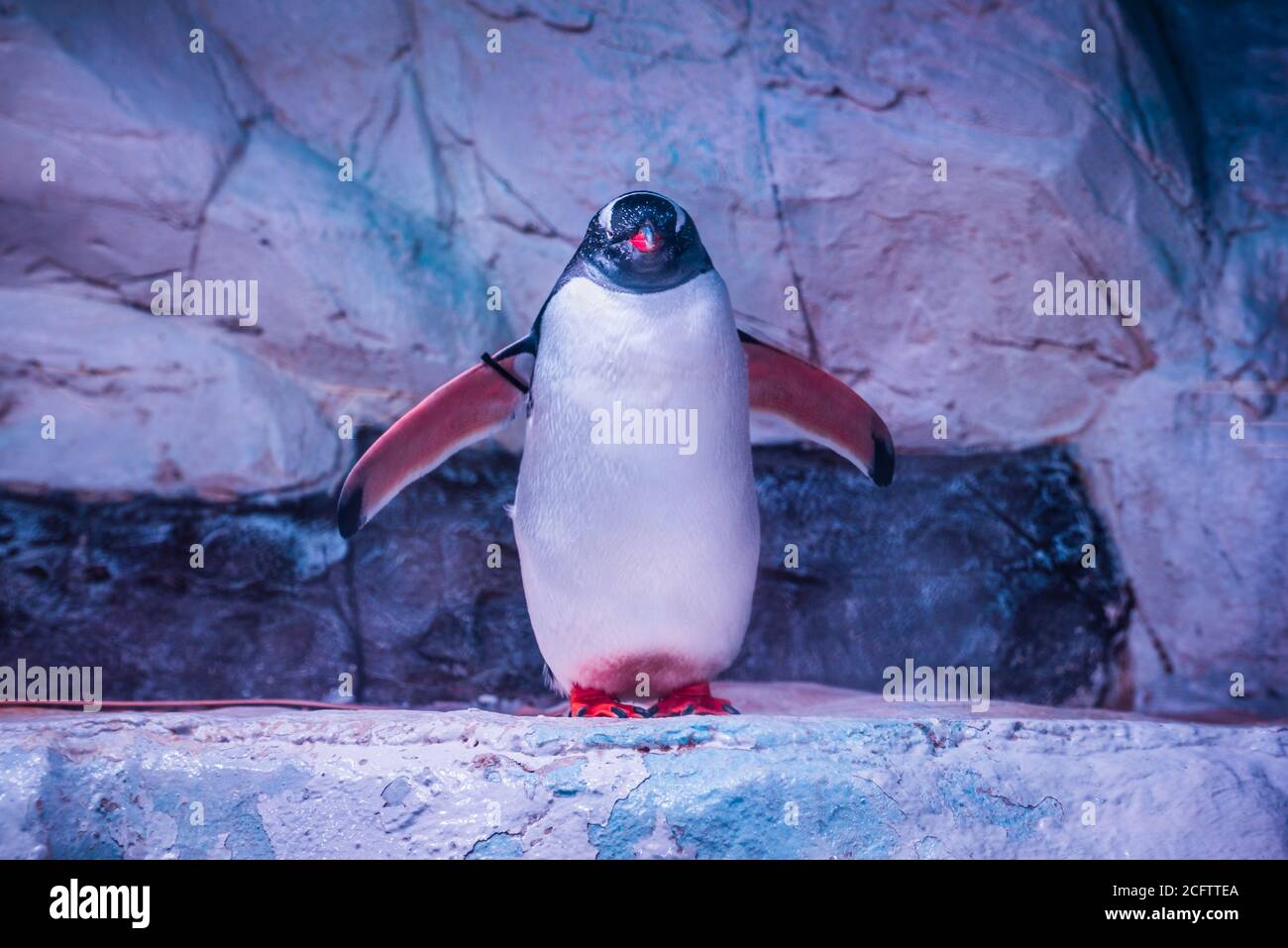 Pinguin posiert hinter dem Glas des Ozeanariums Stockfoto