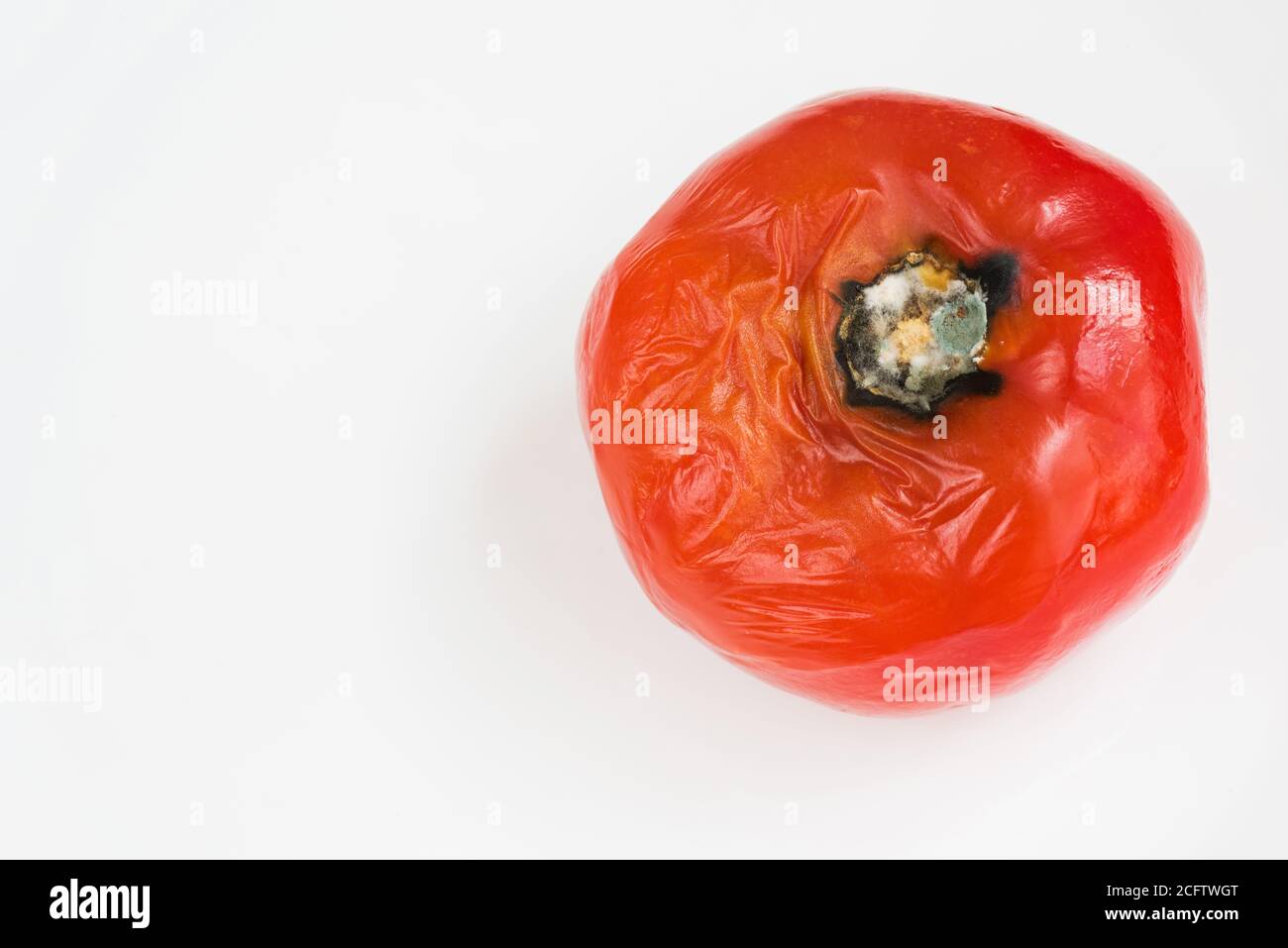 Verfaulte Tomate von Pilzen und Schimmel auf weißem Hintergrund verdorben. Ungeeignete Lagerung von Gemüse. Stockfoto