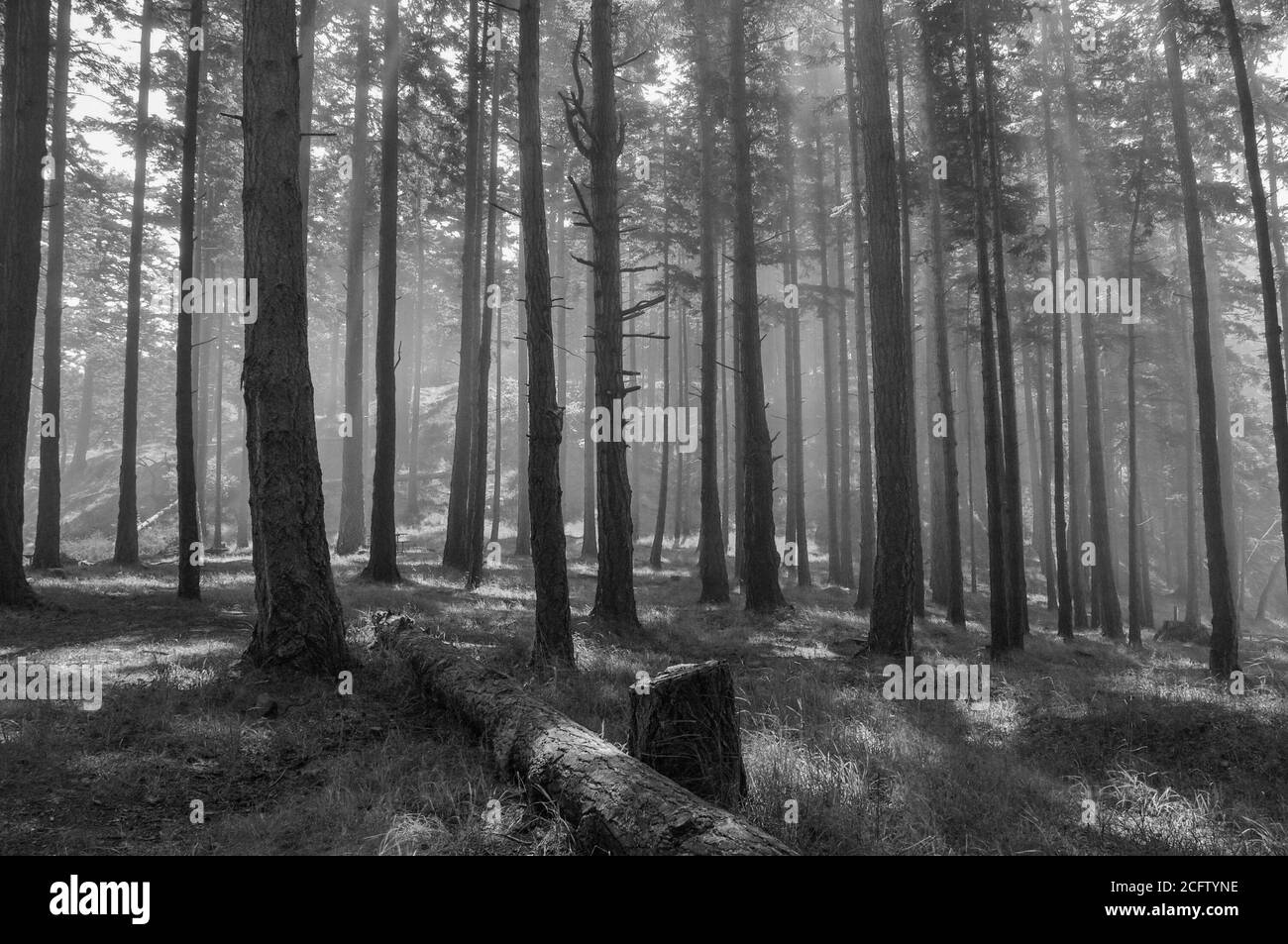 Landschaftlich reizvolle Waldlandschaft mit Laubbäumen und der Sonne, die gefiltertes Licht durch einen nebligen Nebel wirft. Schwarzweiß-Foto. Stockfoto