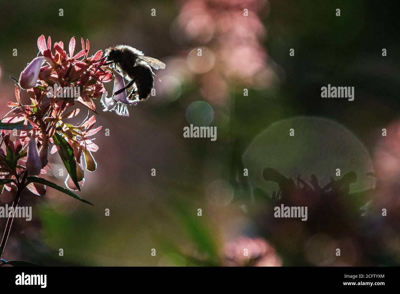 Hinterleuchtete Hummel sammelt Pollen Stockfoto