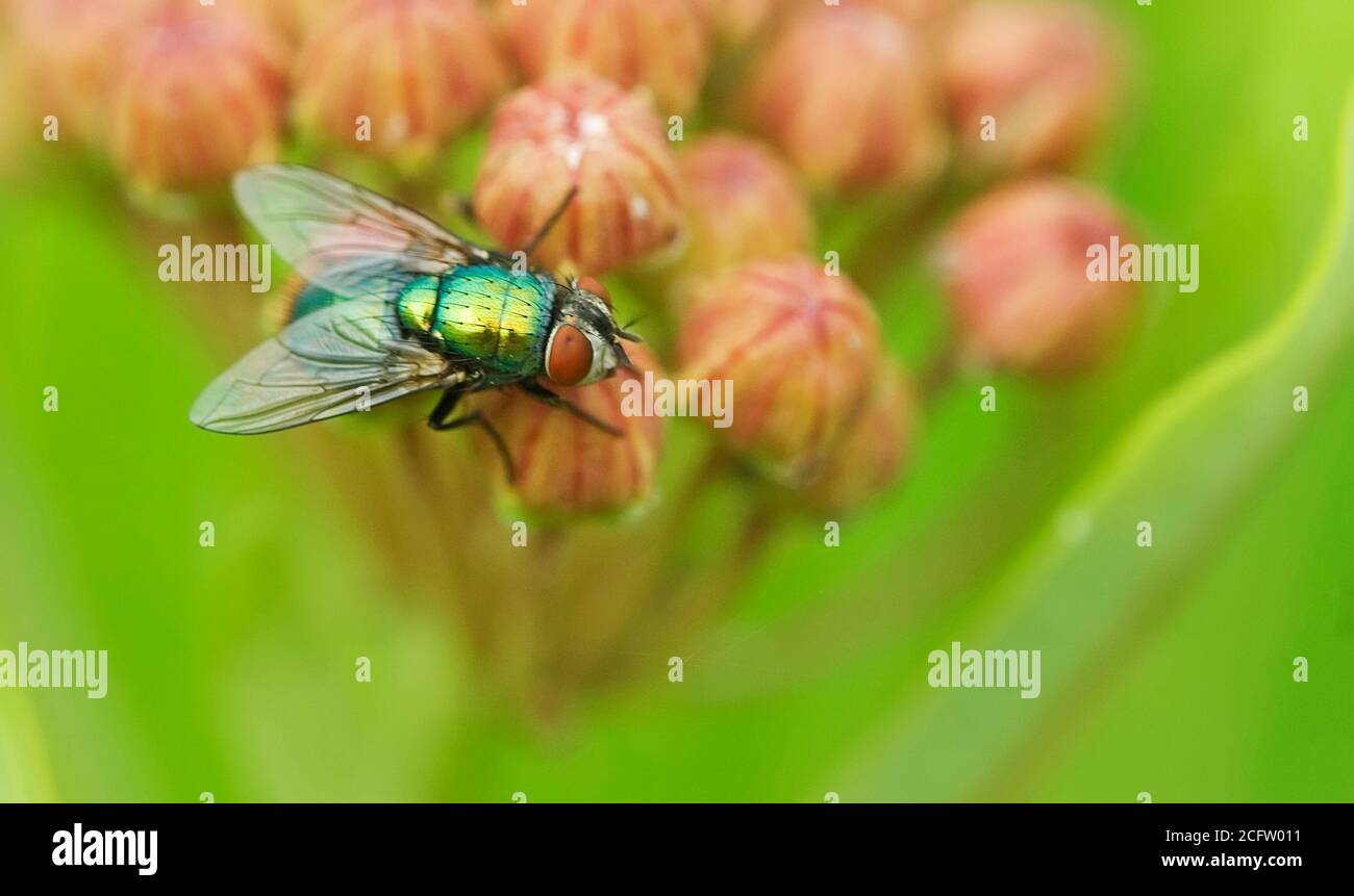 Gewöhnliche grüne Flasche fliegen auf Milchblüten Stockfoto