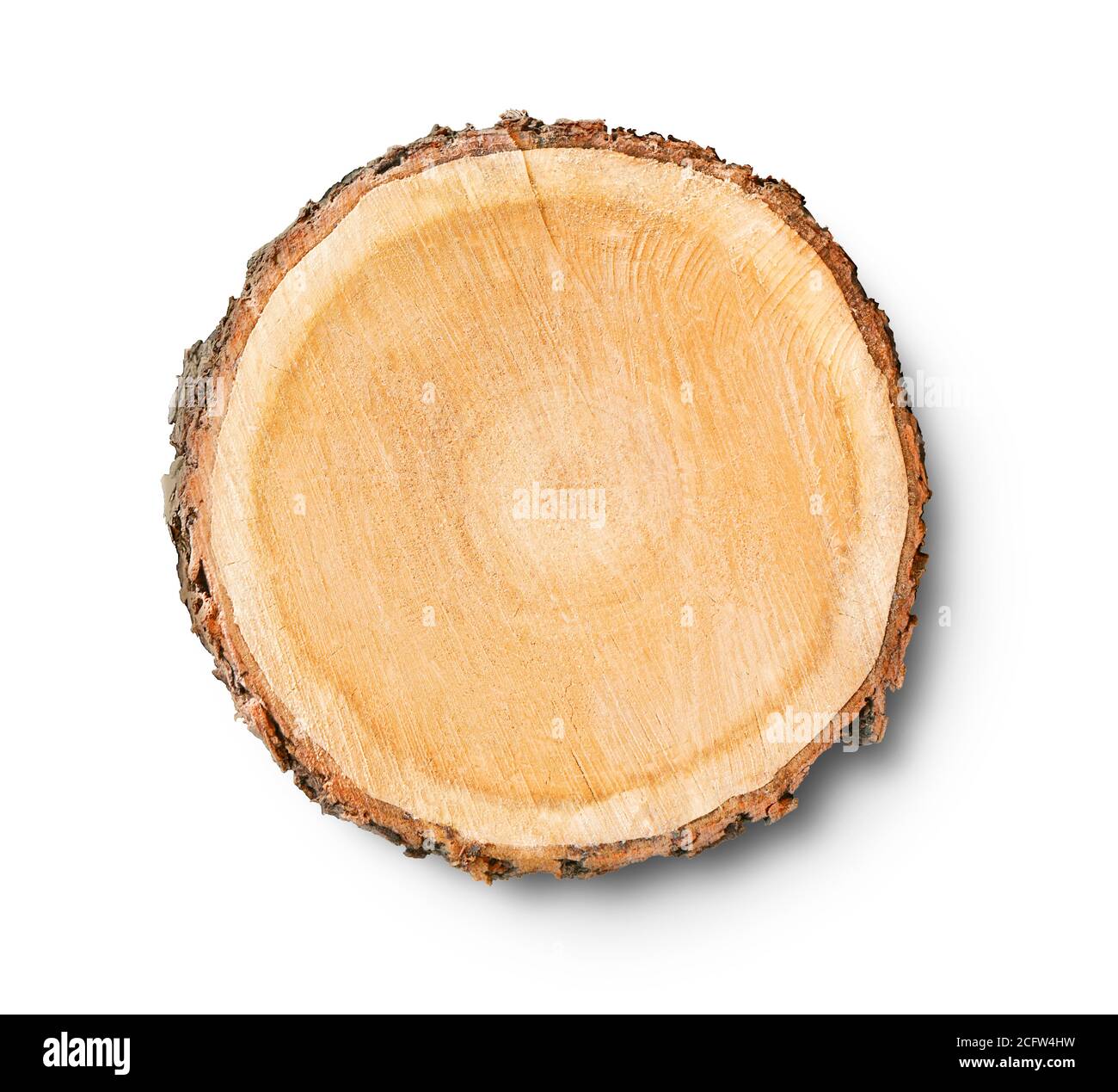 Gefälltes Stück Holz aus einem Baumstamm mit Wachstumsringen isoliert auf weiß. Baumringe mit Textur und Detail. Stockfoto