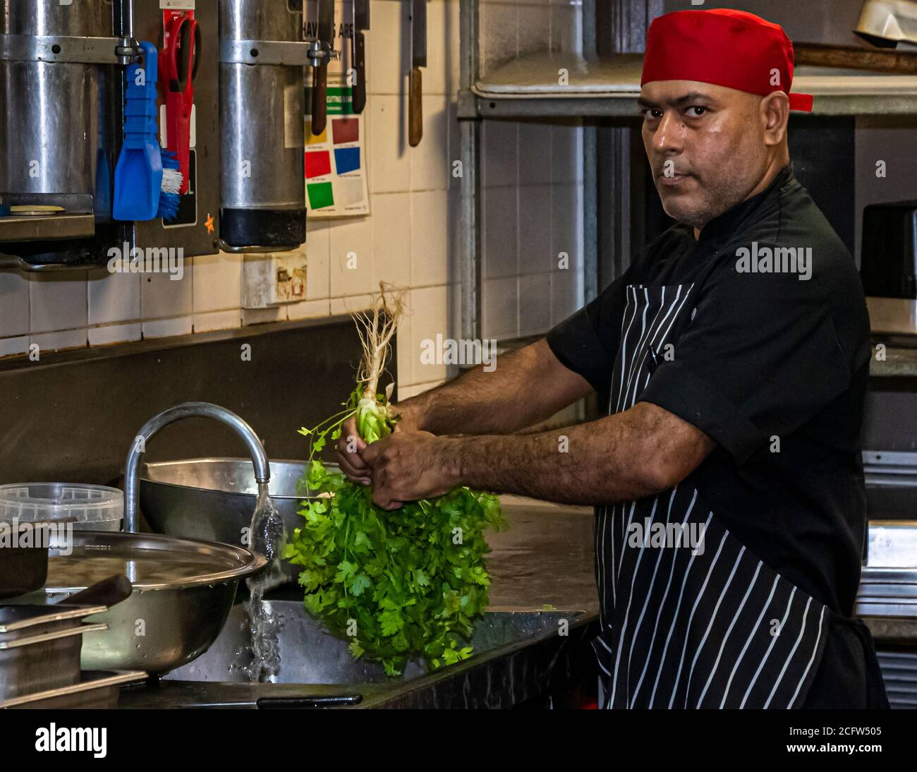 Ein Koch wäscht frischen Koriander im Restaurant Hanuman in Darwin, Northern Territory, Australien. Gemüse und Kräuter, die nicht aus Asien importiert werden können, stammen von lokalen Lieferanten rund um Darwin, bezogen vom Küchenchef Jimmy Shu. Stockfoto
