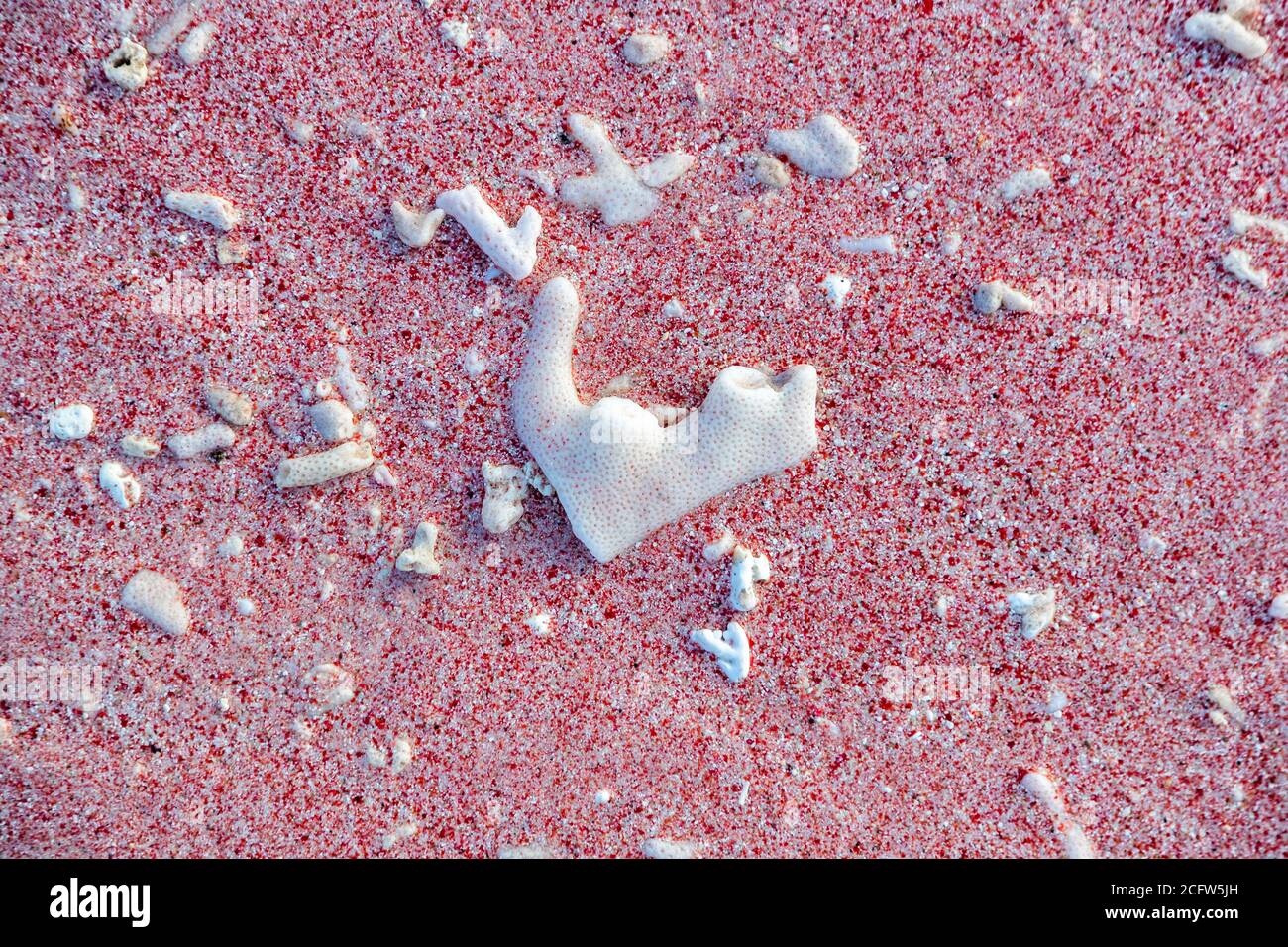 Partikel der roten Orgelkoralle mit ihren Pixeln erzeugen den rosa Gesamteindruck des rosa Strandes von Pulau Padar. Die Tubipora Musica gehört zu den gefährdeten Arten und kommt fast ausschließlich in diesem Teil der Welt vor. Feuer und Drachen Kreuzfahrt des wahren Nordens, Sunda Inseln, Indonesien Stockfoto