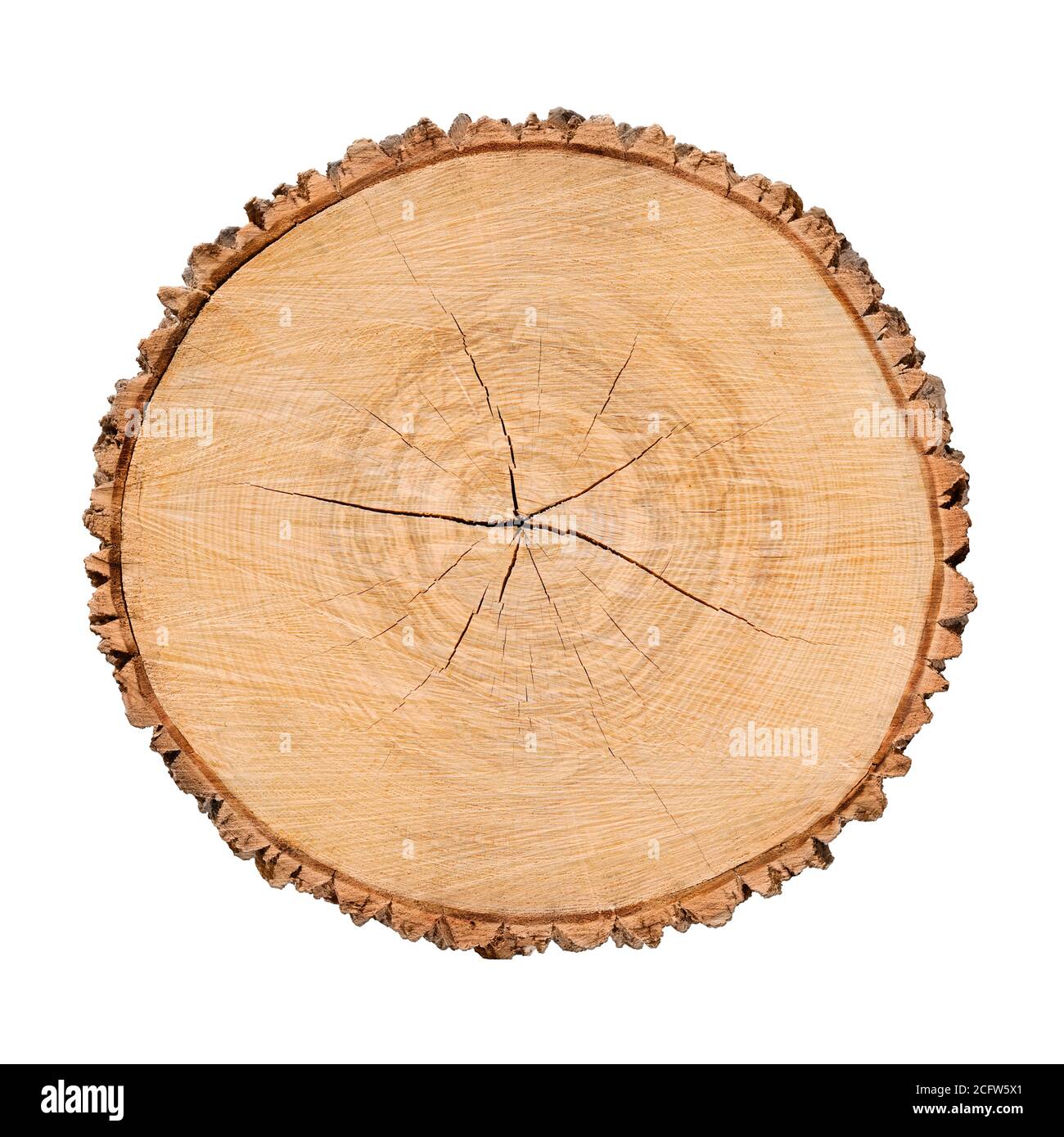 Gefälltes Stück Holz aus einem Baumstamm mit Wachstumsringen isoliert auf weiß. Baumringe mit Textur und Detail. Stockfoto