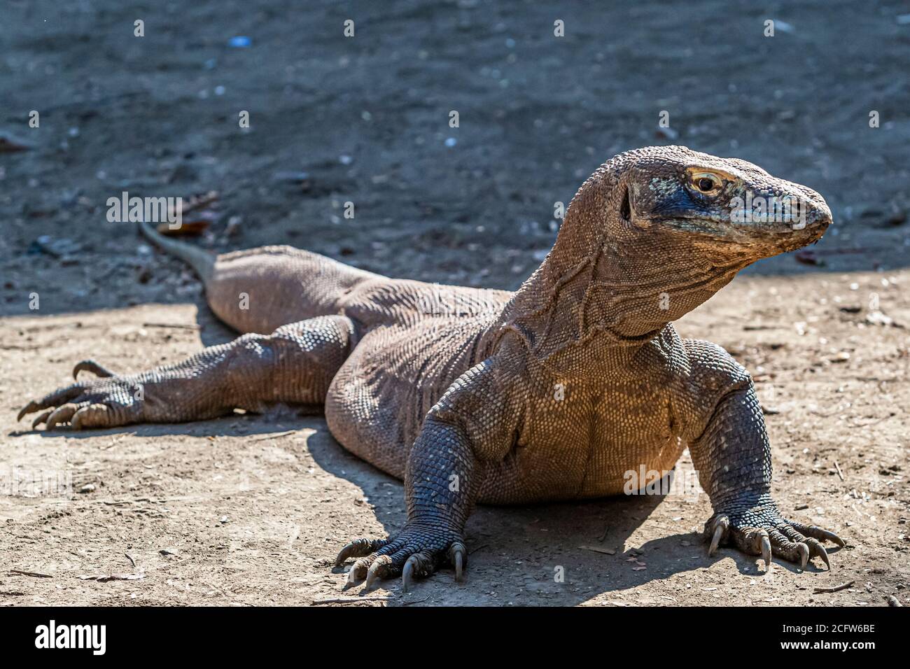 Komodo-Drache auf der Jagd, Sunda-Inseln, Indonesien Stockfoto