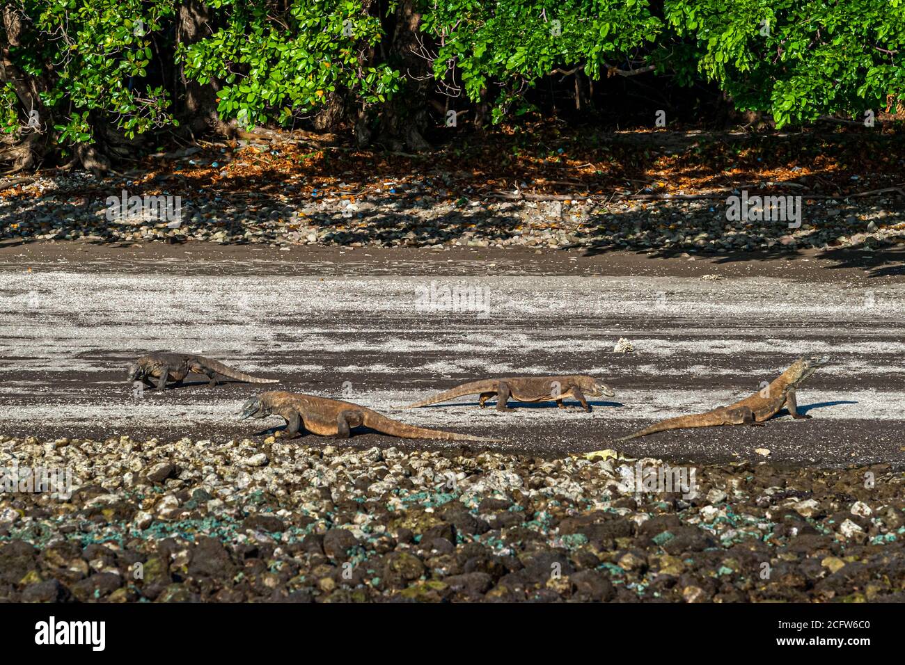 Komodo-Drachen sind bedrohte Tierarten. Sie sind oft in Gruppen an den Ständen auf den Komodo-Inseln zu finden Stockfoto