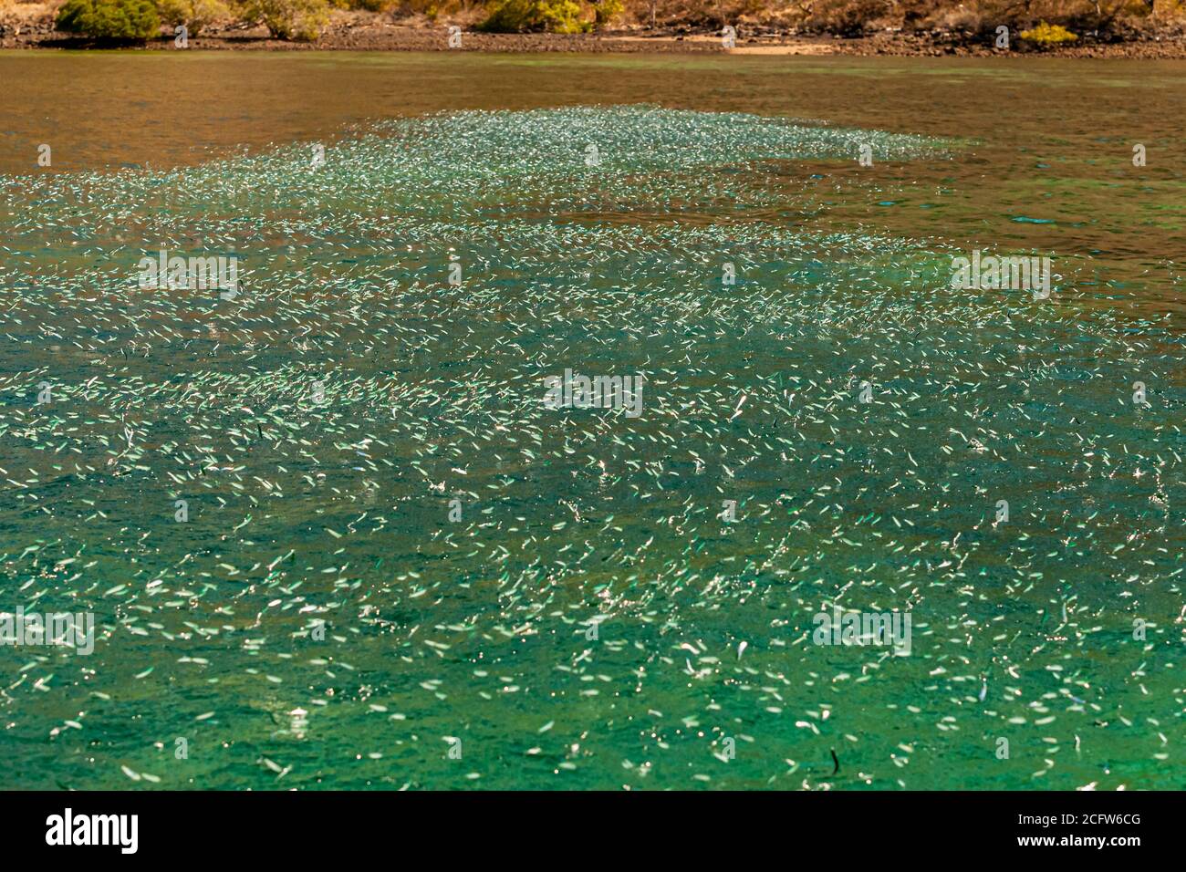 Ein Schwarm von Sardellen springt in großer Zahl vor der Küste von Komodo, Ost-Nusa-Tenggara, Indonesien, aus dem Wasser. Dies deutet auf das Vorhandensein von Raubfischen hin Stockfoto