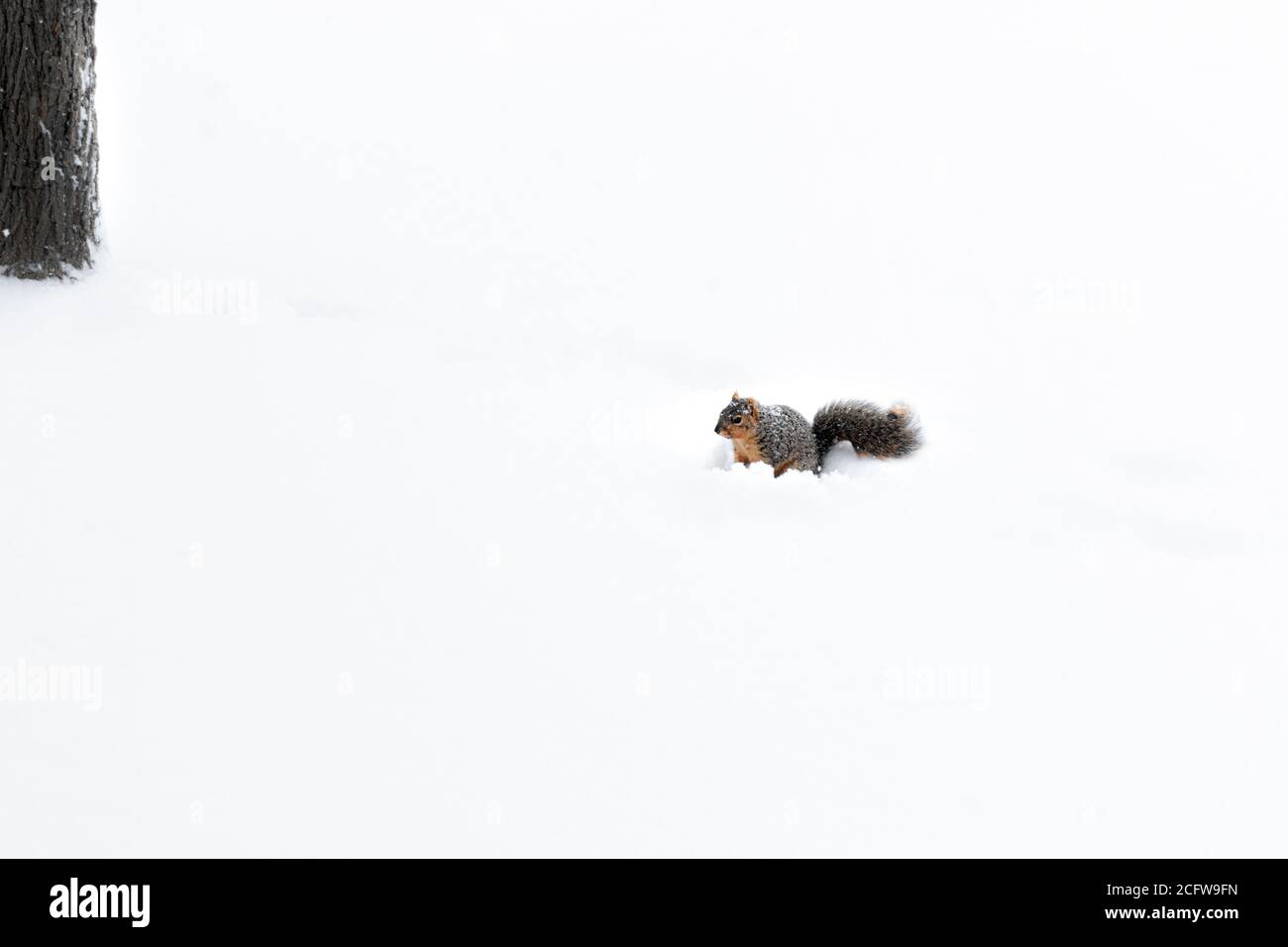 Minimalistische Aufnahme von einsam Eichhörnchen im Schnee mit Baum zu Die Seite Stockfoto
