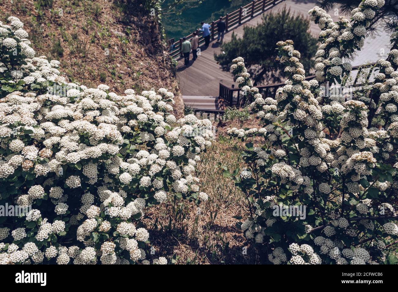 Weiße blühende Spiraea Büsche wachsen auf einem Hügel Stockfoto
