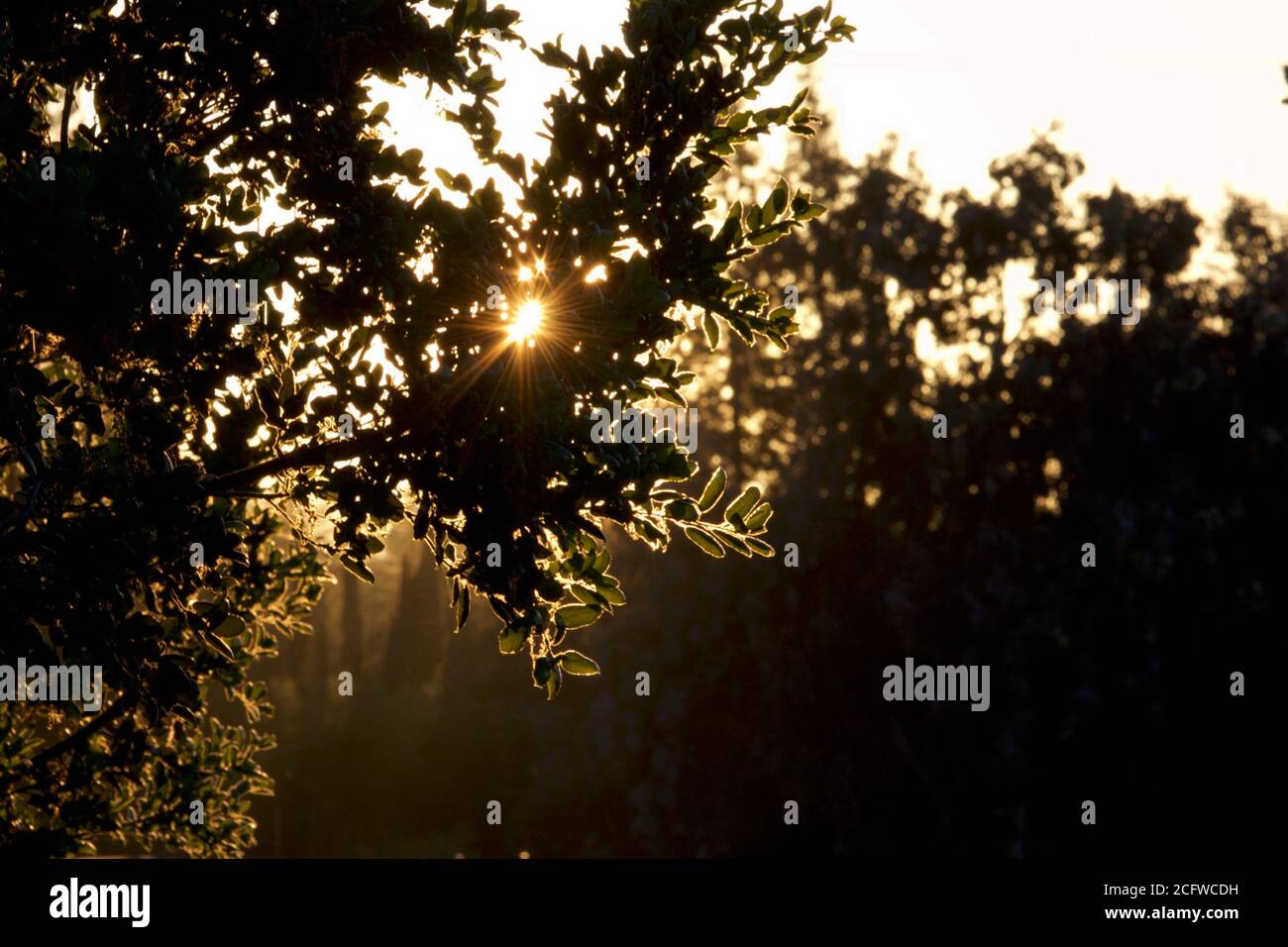 Abendsonne scheint durch Eichenblätter. Stockfoto
