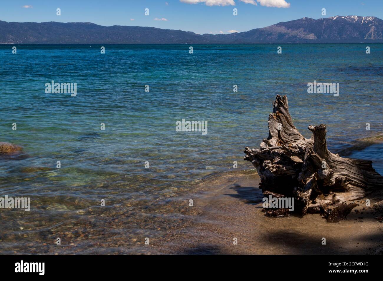 Blick auf Lake Tahoe vom Sugarpine State Park, CA, Treibholz und Strand im Vordergrund, wunderschöne blaue Schattierungen des Wassers; Berge und Skipisten im Hintergrund Stockfoto