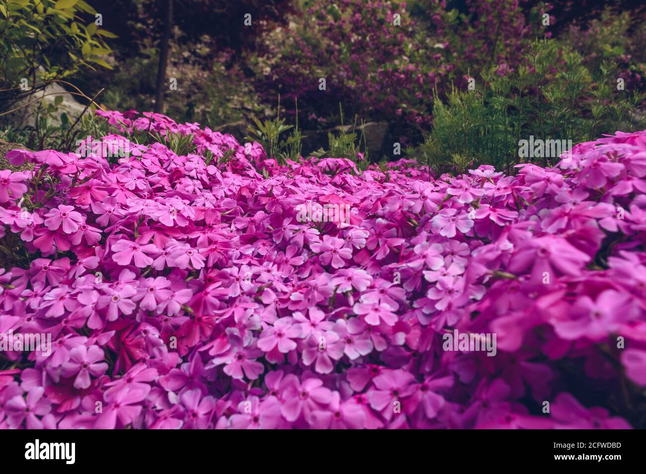 Phlox subulata oder Moos Berg Phlox in Blüte Stockfoto