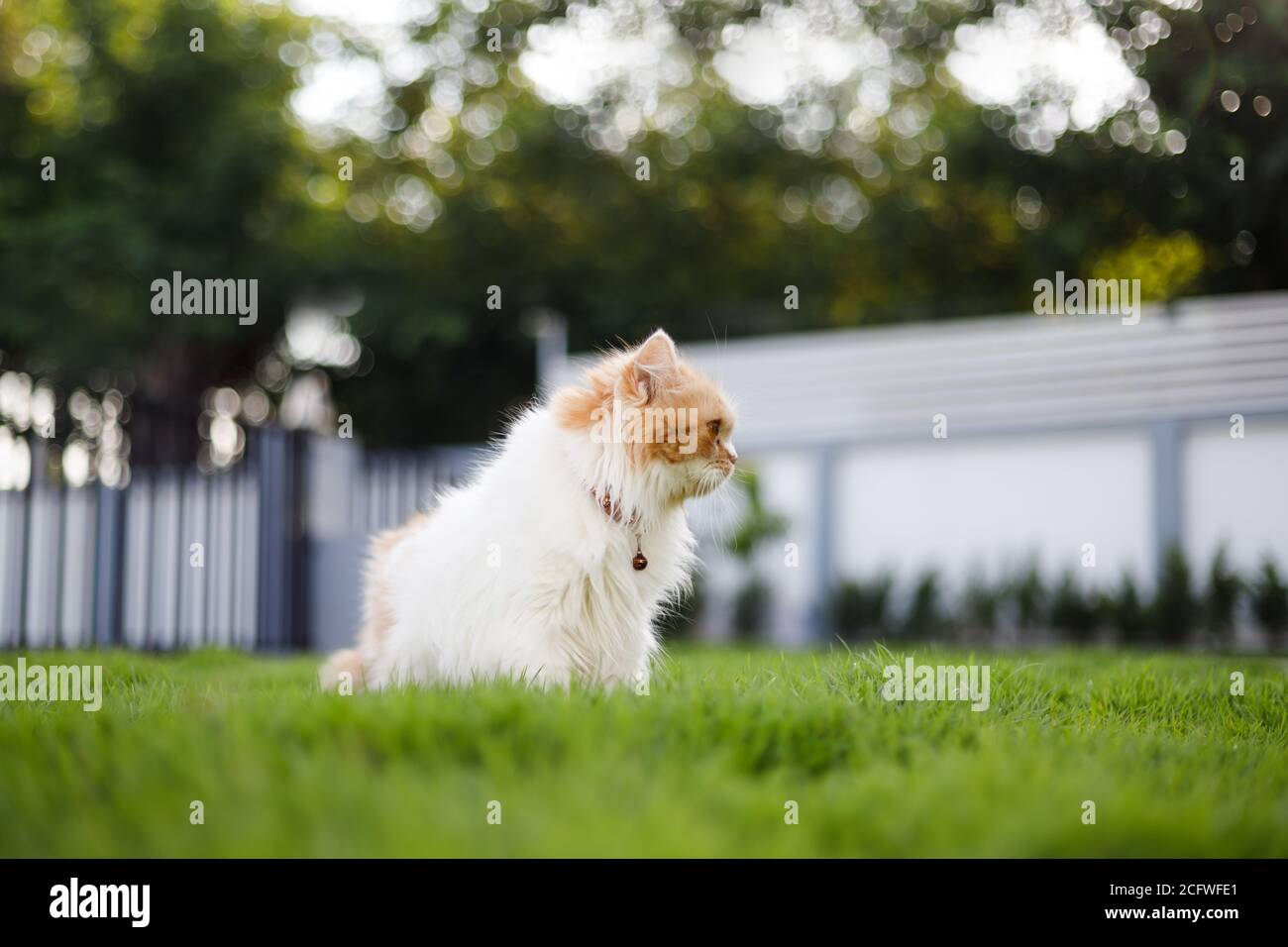 Die niedliche persische Katze sitzt auf dem grünen Gras Feld, und suchen etwas, selektive Fokus flache Tiefe des Feldes Stockfoto
