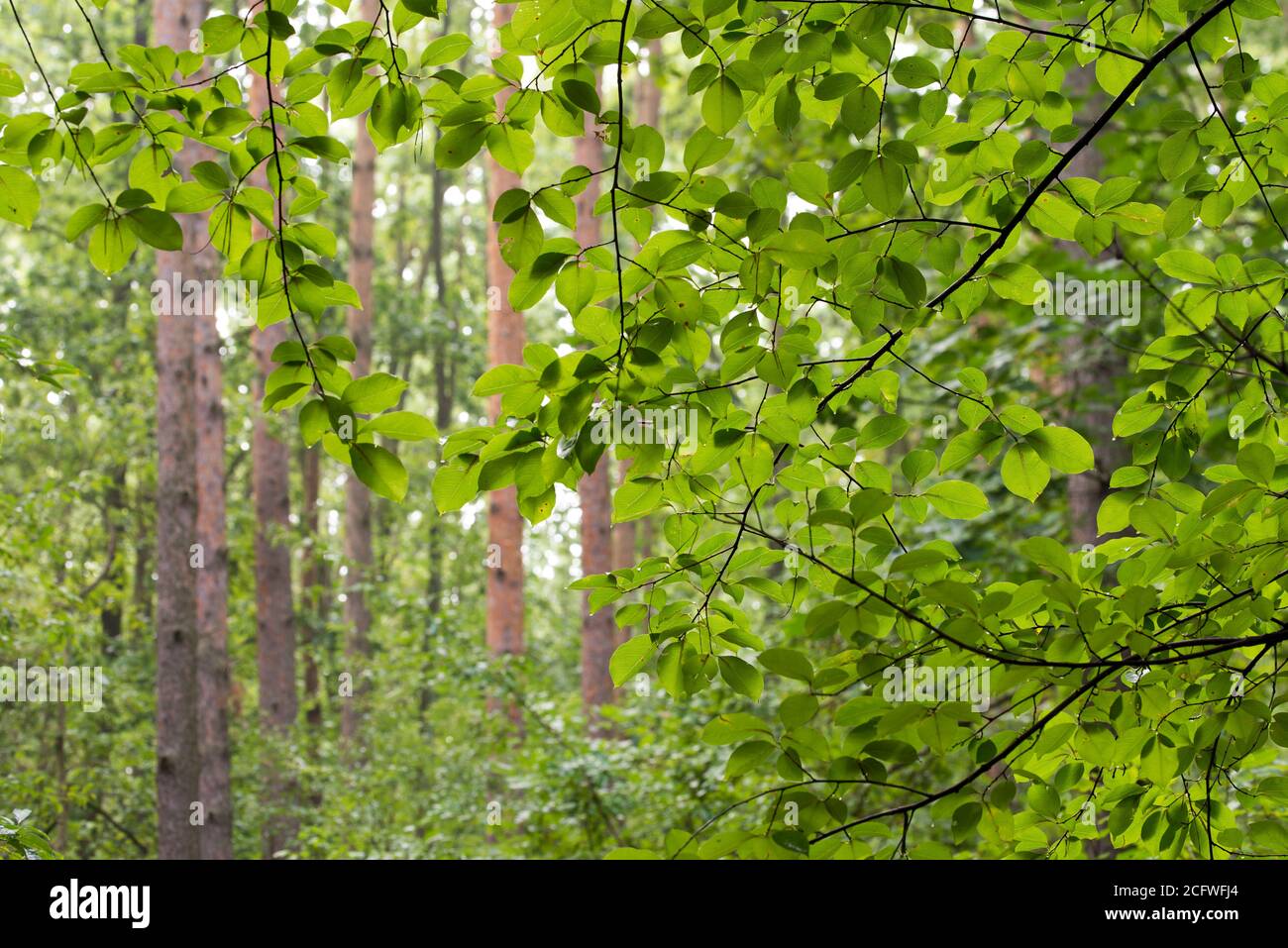 Grüne Blätter auf dem Zweig im Sommerwald selektiver Fokus Stockfoto