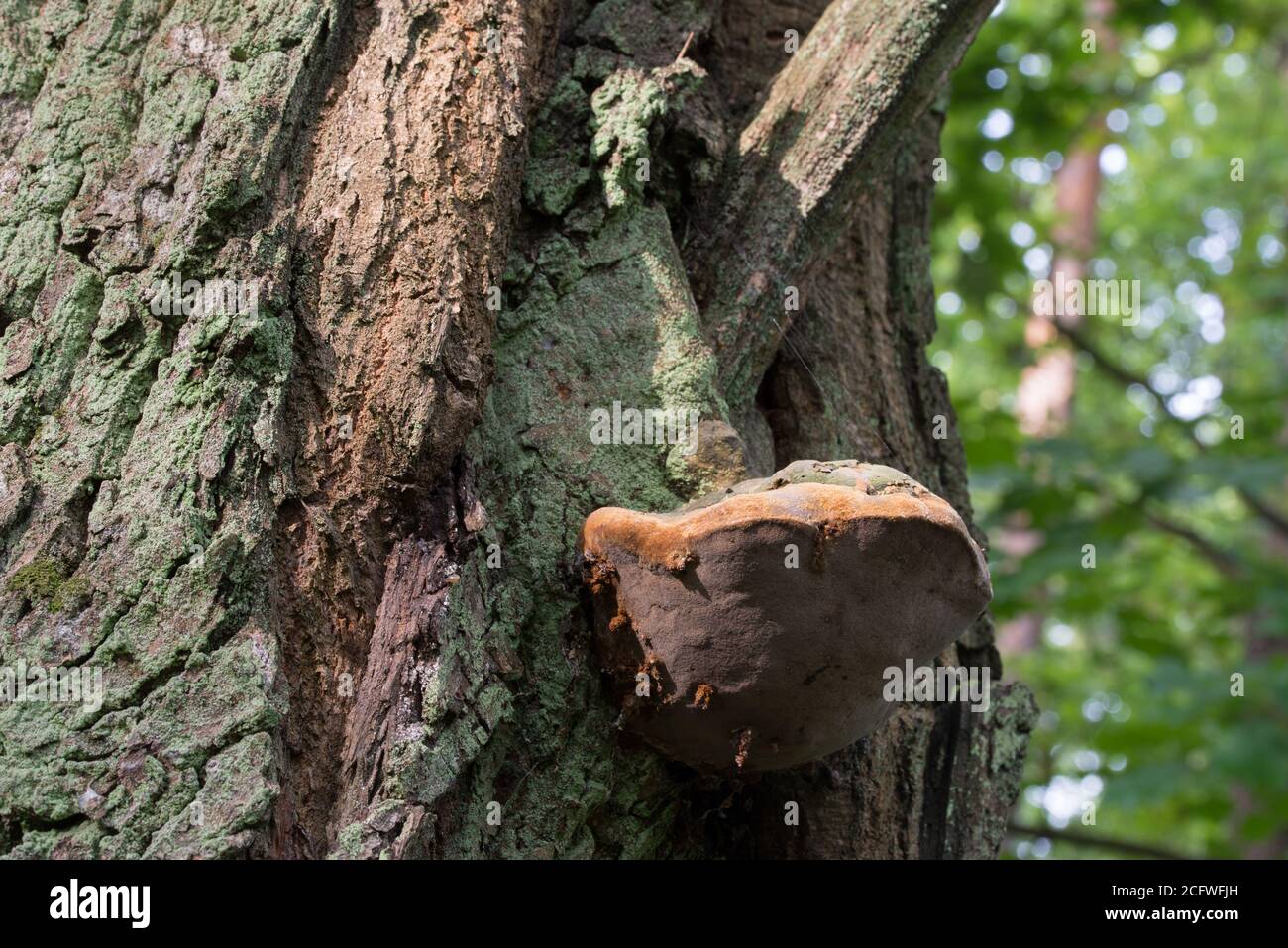 Polyporus auf Eichenbaum Stamm Nahaufnahme selektiver Fokus Stockfoto