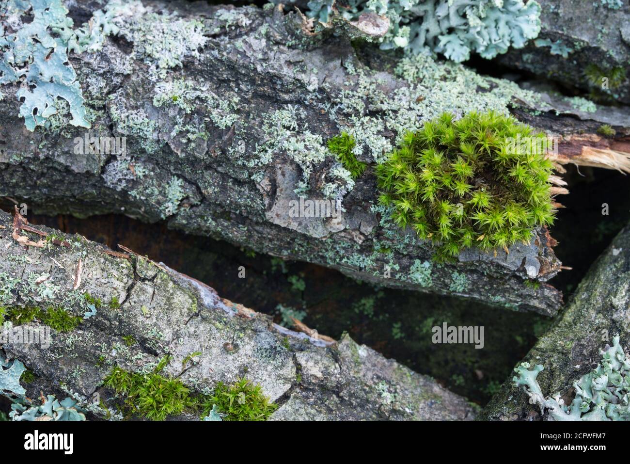 Moos und Flechten auf Baumzweigen Nahaufnahme selektiver Fokus Stockfoto