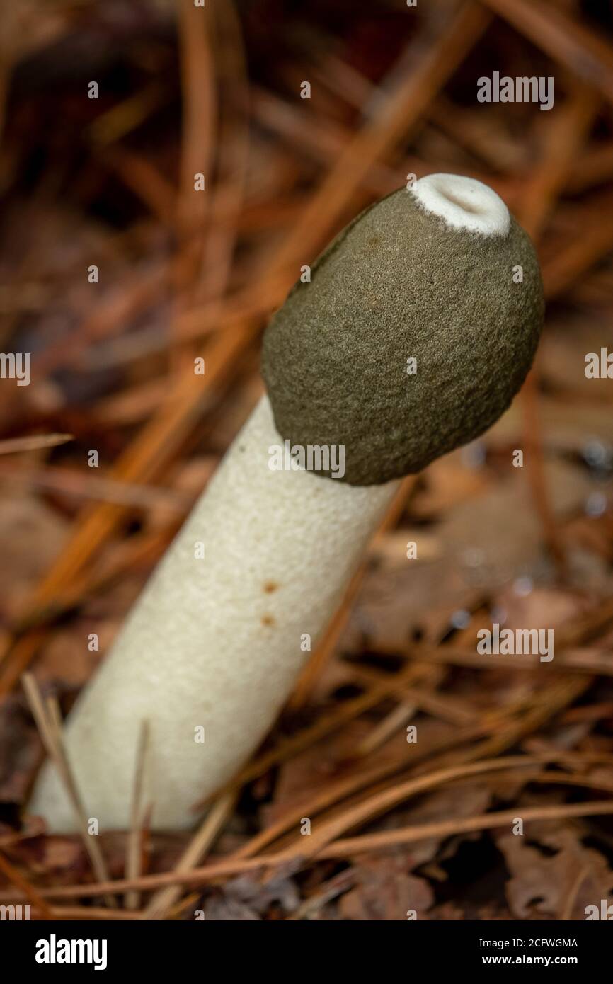 Nahaufnahme eines Ravenel Stinkhorns (Phallus Ravenelii), eines phallisch geformten, riechenden Pilzes, der aus Mulch wächst. North Carolina. Stockfoto
