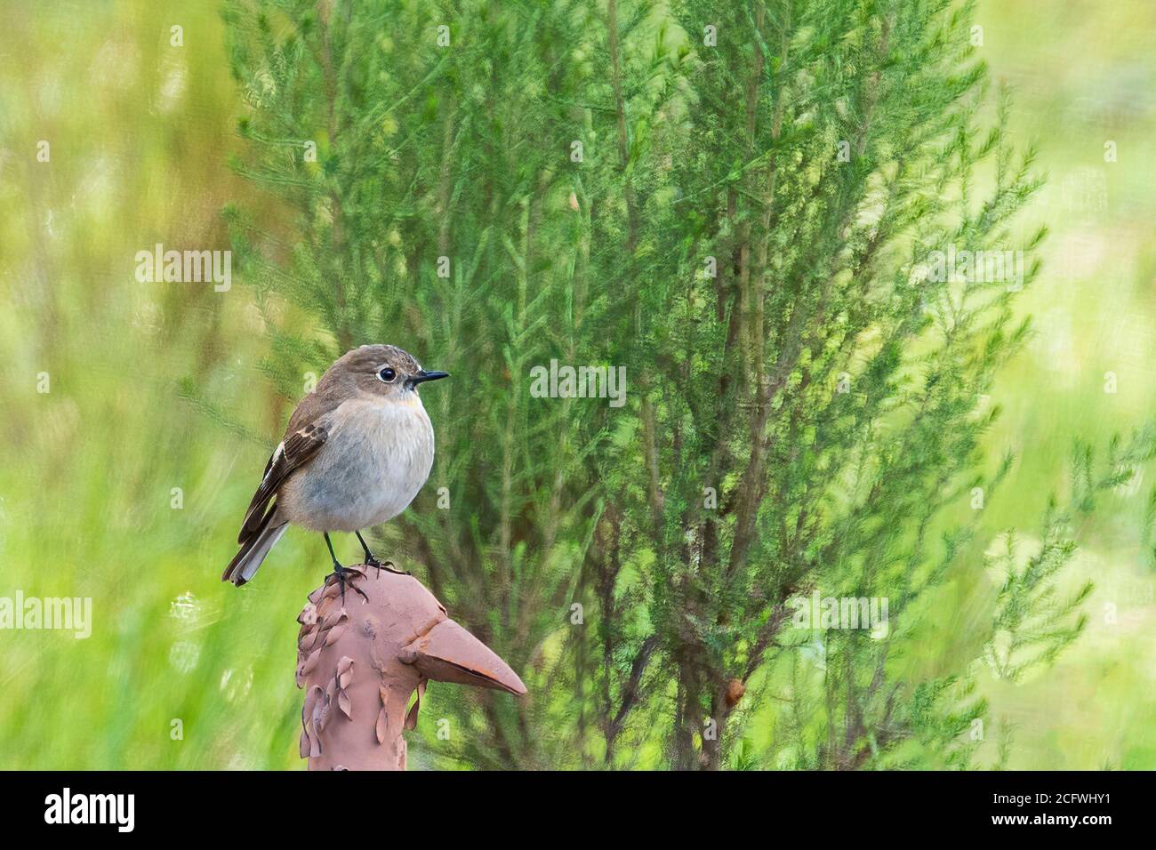 Weiblicher Flammenkehlchen (Petroica phoenicea) Stockfoto