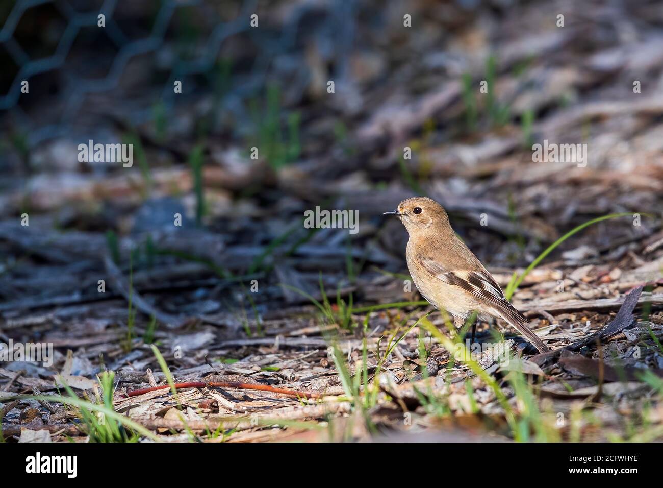 Weiblicher Flammenkehlchen (Petroica phoenicea) Stockfoto