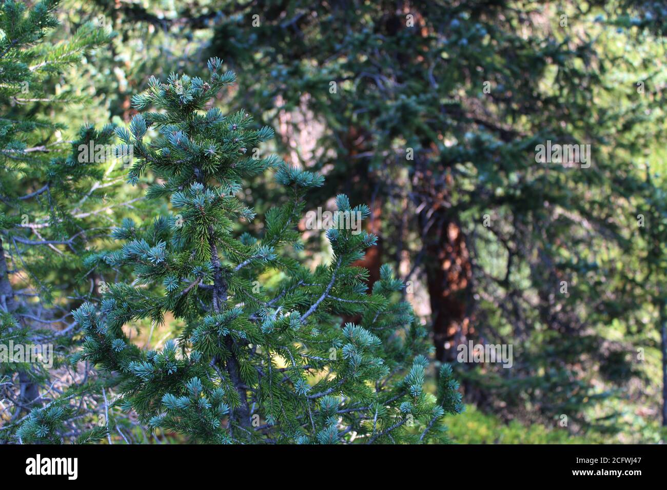 Kiefernnadeln und Zweige von San Isabel Nationalpark in Colorado Stockfoto