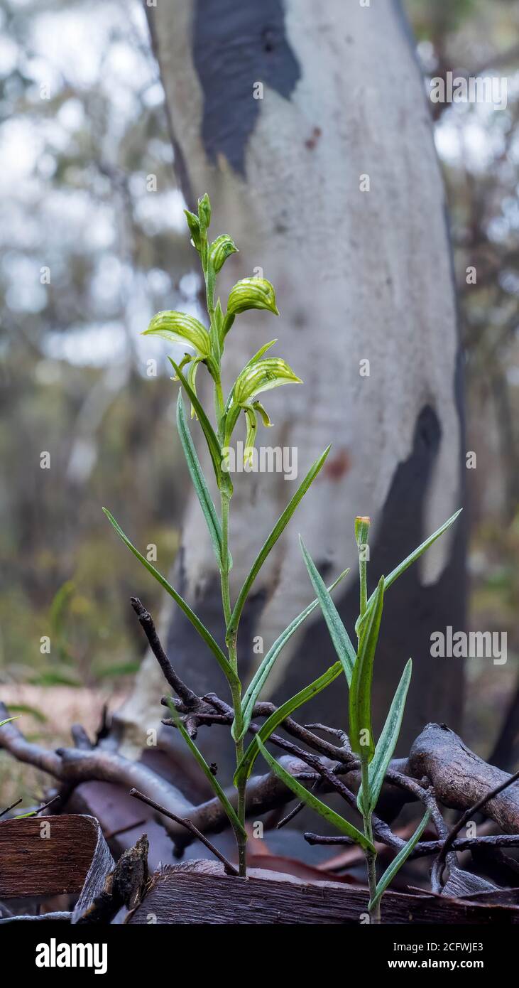 Eine terrestrische Orchidee, bekannt als großes Herbstgewächshaus (Pterostylis revoluta) Stockfoto