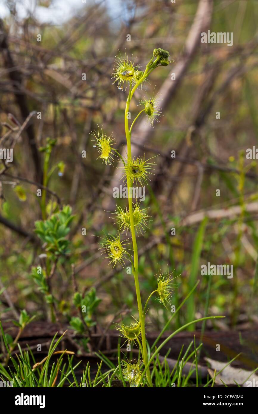 Großer Sonnentau (Drosera peltata). Eine australische fleischfressende Pflanze, deren Blätter klebrige Haare zum Insektenfang haben. Stockfoto