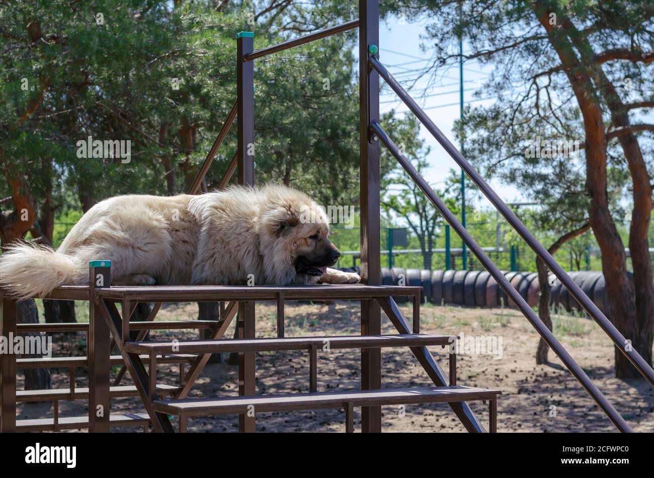 Porträt eines kaukasischen Schäfers oder Nordkaukasischen Wolfhound. Ein riesiger, kraftvoller Hund liegt auf einer Trainingsbrücke. Hundeschulung. Aufnahmen im Freien. Stockfoto