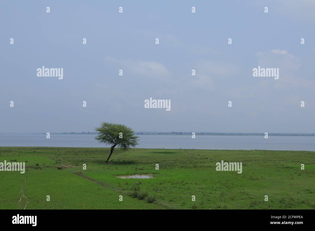 Landschaftsansicht eines isolierten Baumes am Ufer eines Flusses mit selektivem Fokus in Mirzapur, Indien. Landschaft eines Dorfes mit einem einzigen Haus und Kopie Stockfoto