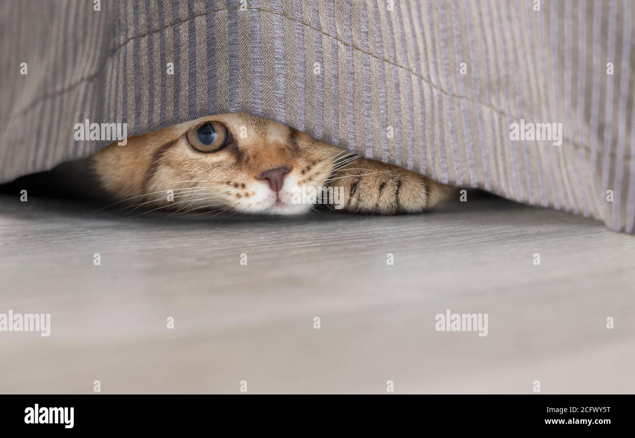 Lustige kleine Katze stehlen unter portiere Stockfoto