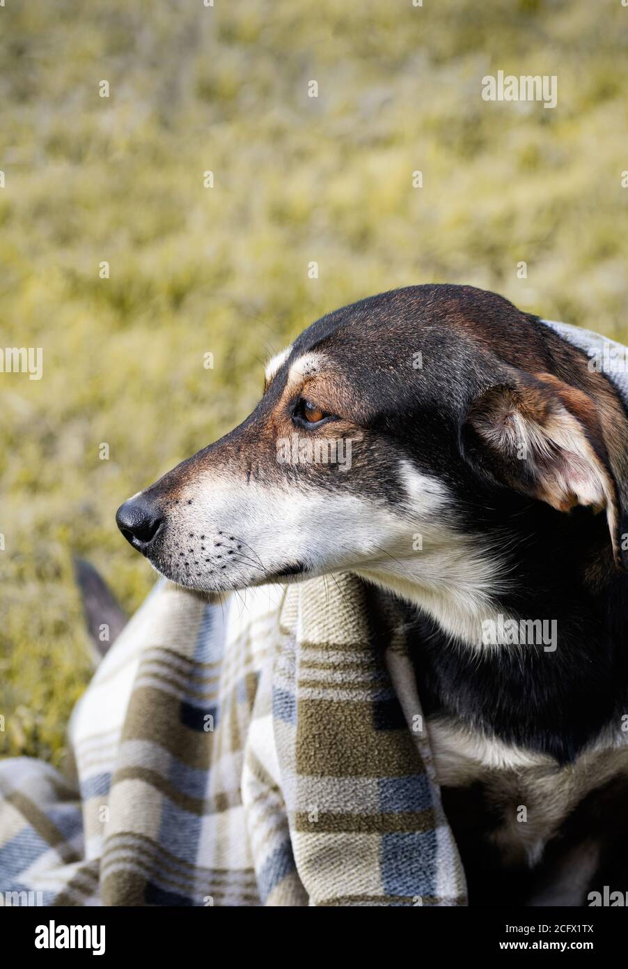 Trauriger Hund in karierten Decke gewickelt, auf Gras sitzend. Herbstfoto des Wandertieres. Nahaufnahme. Speicherplatz kopieren. Selektiver Fokus. Vertikales Zuschneiden. Stockfoto