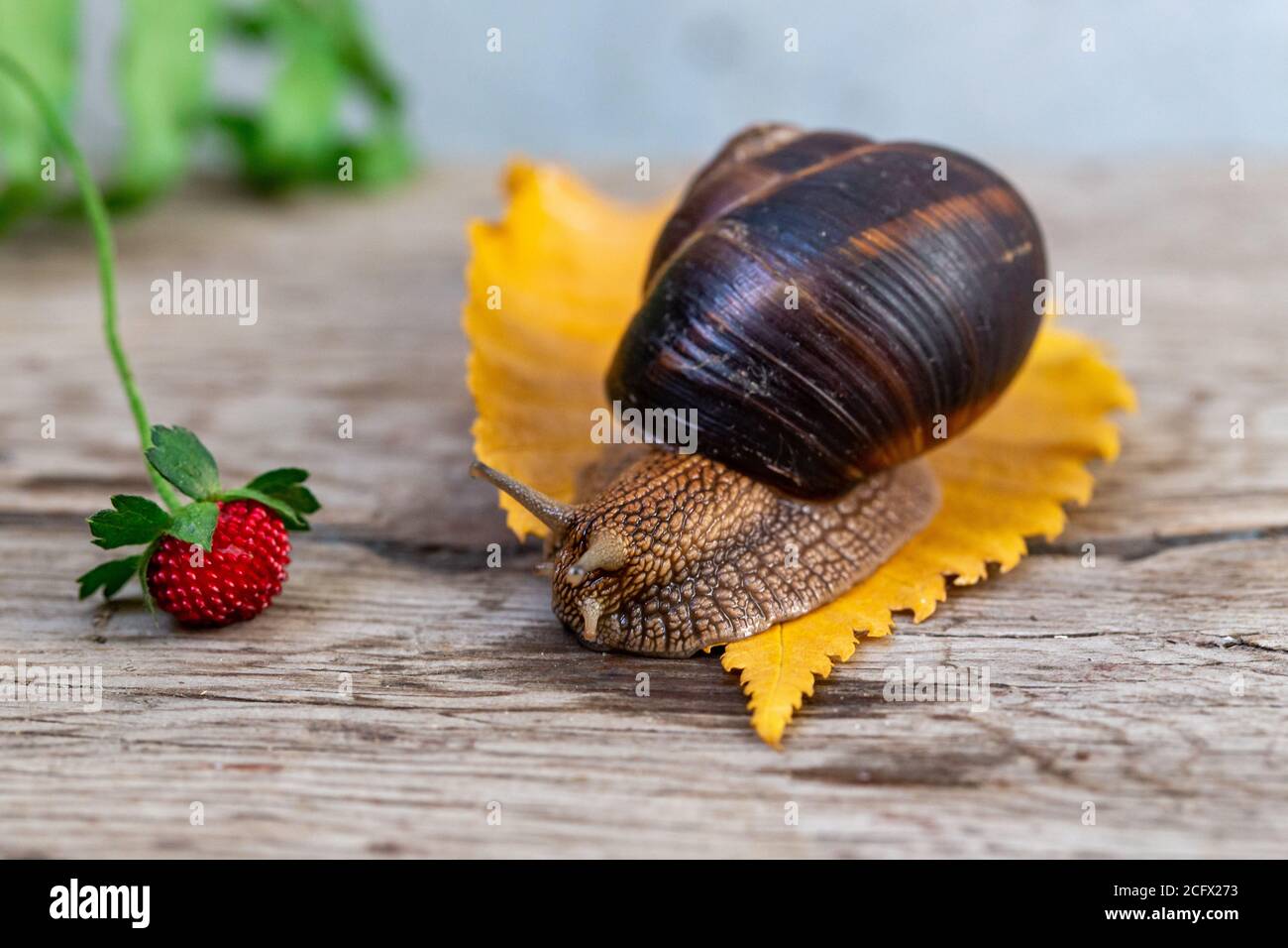 Eine große Schnecke auf einem Baum ernährt sich von einem Gesicht einer Erdbeere. Burgudische, Traube- oder römische Speiseschnecke aus der Familie der Helicidae. Luftatmende Gastropoden. Stockfoto