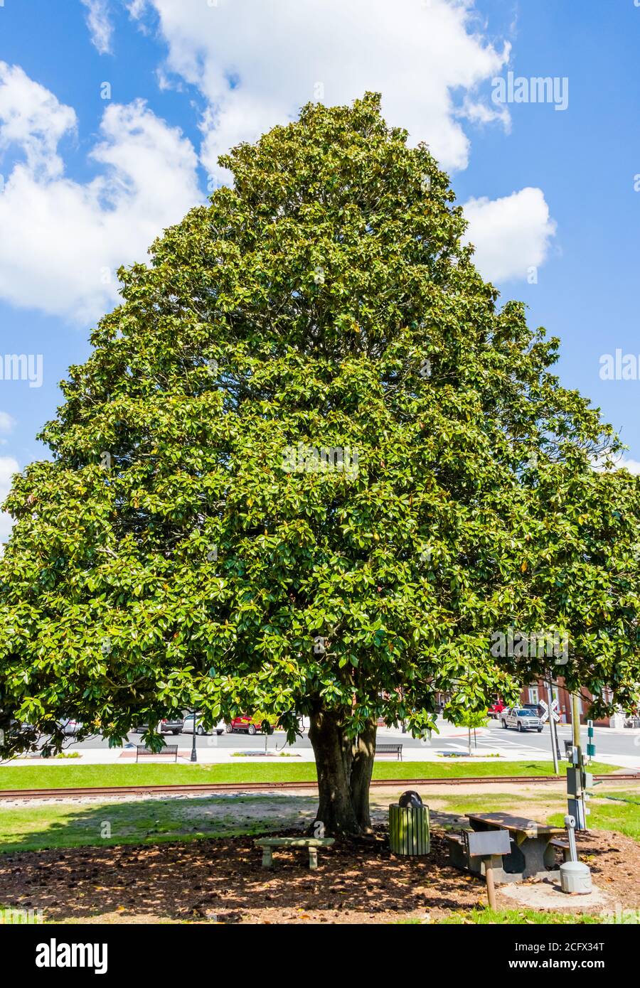 Nordgeorgien, Blue Ridge Magnolia Tree Stockfoto