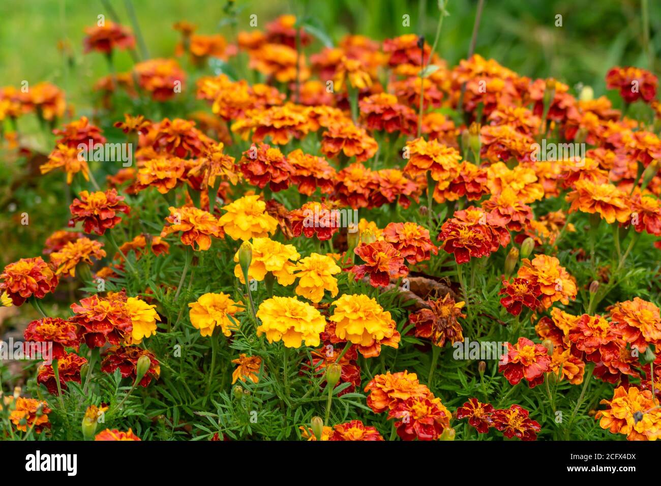 Ringelblumen (Tagetes erecta, mexikanische Ringelblume, aztekische Ringelblume, afrikanische Ringelblume). Stockfoto