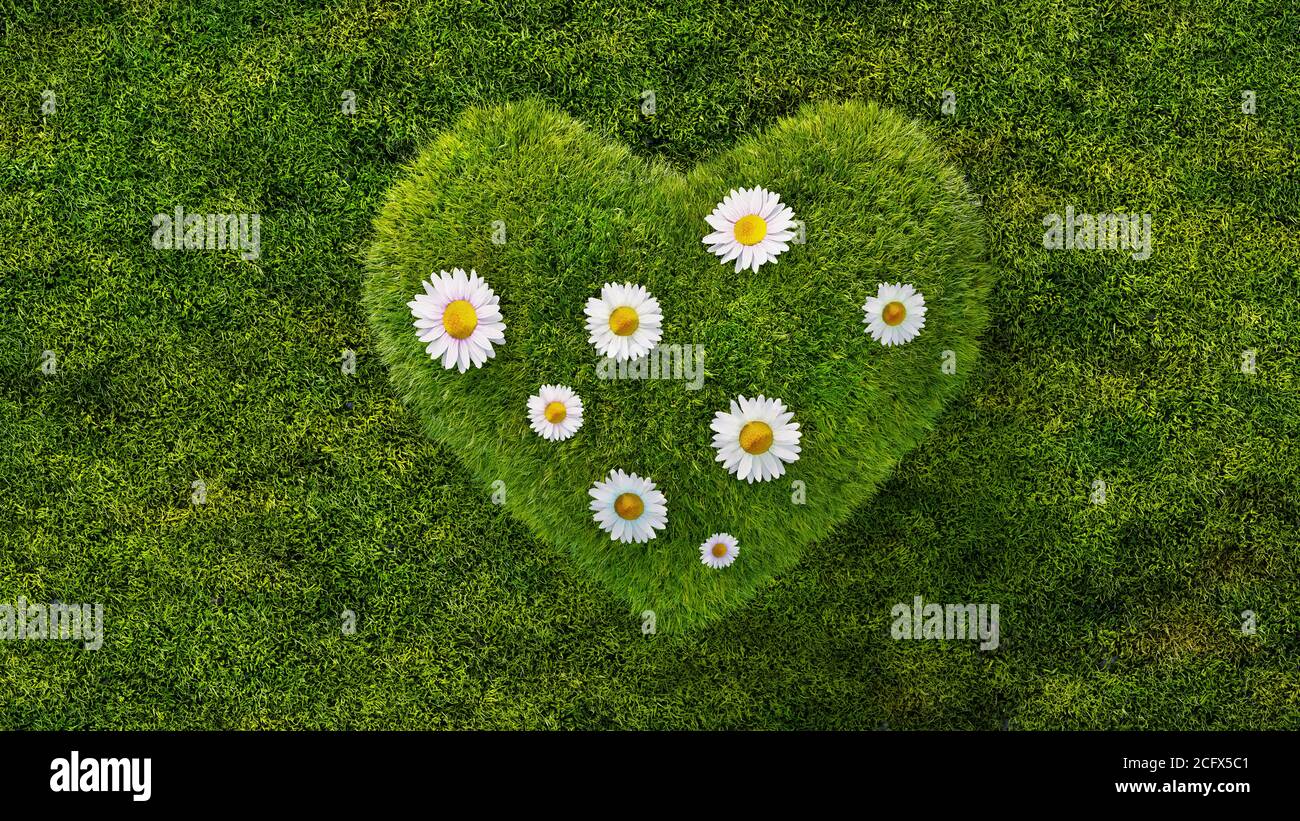 Grünes Gras in Herzform mit Gänseblümchen, Konzept der Umwelt und Nachhaltigkeit Stockfoto