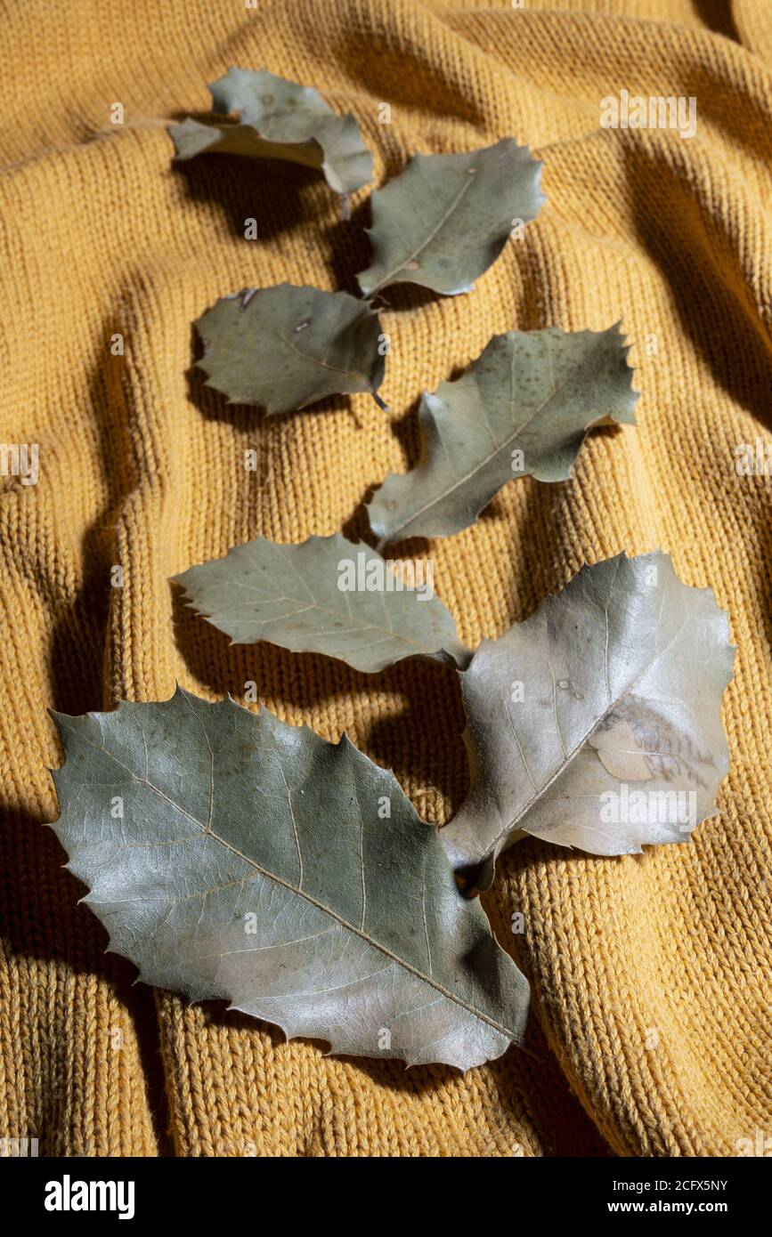 Einige trockene Blätter auf einem Pullover im Herbst Stockfoto